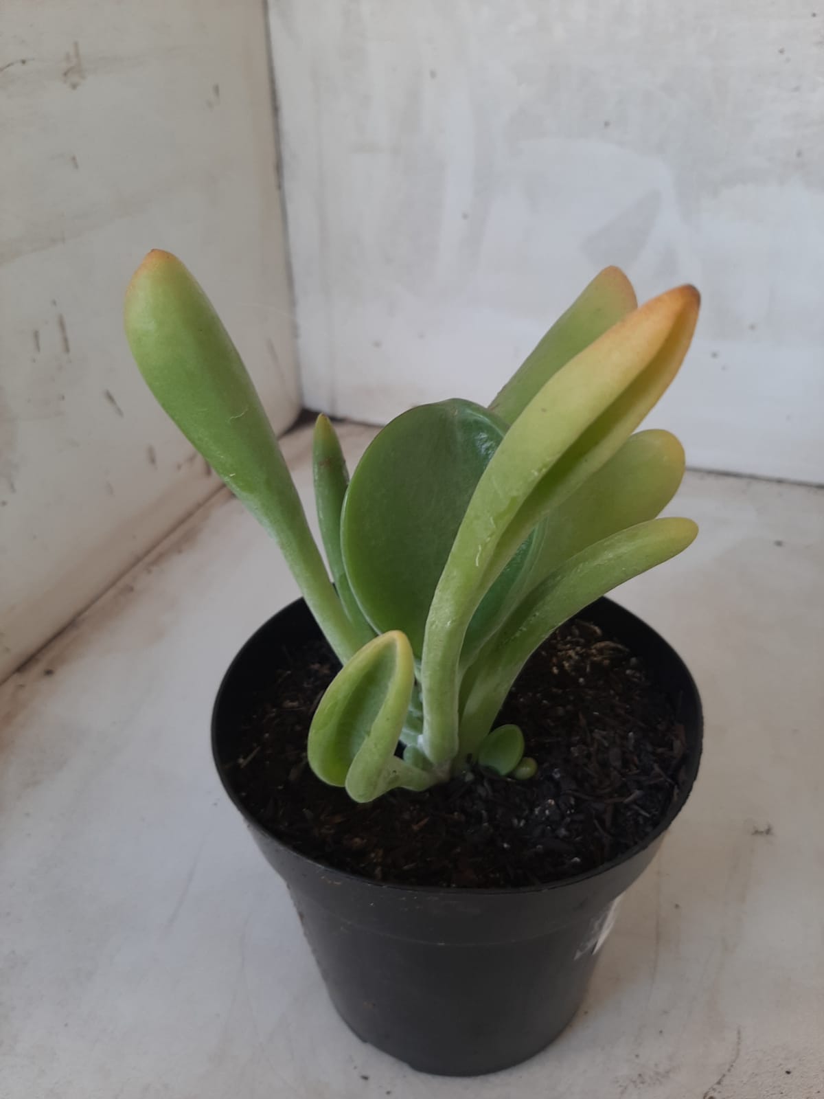 Suculenta Kalanchoe "Oricula" Nº 31 - Vaso 15