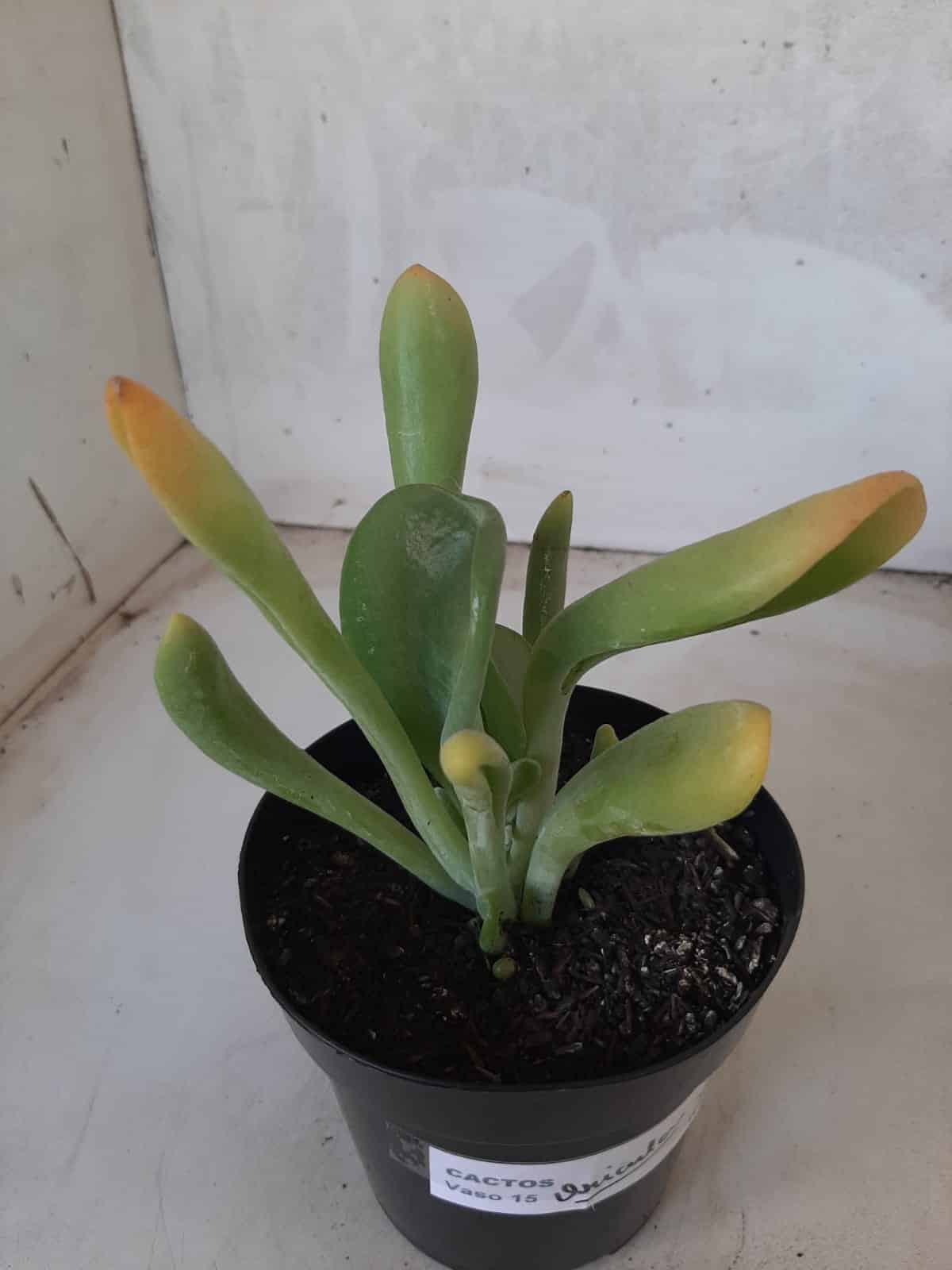 Suculenta Kalanchoe "Oricula" Nº 31 - Vaso 15