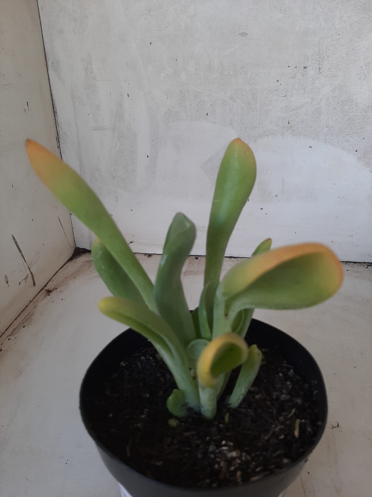 Suculenta Kalanchoe "Oricula" Nº 31 - Vaso 15