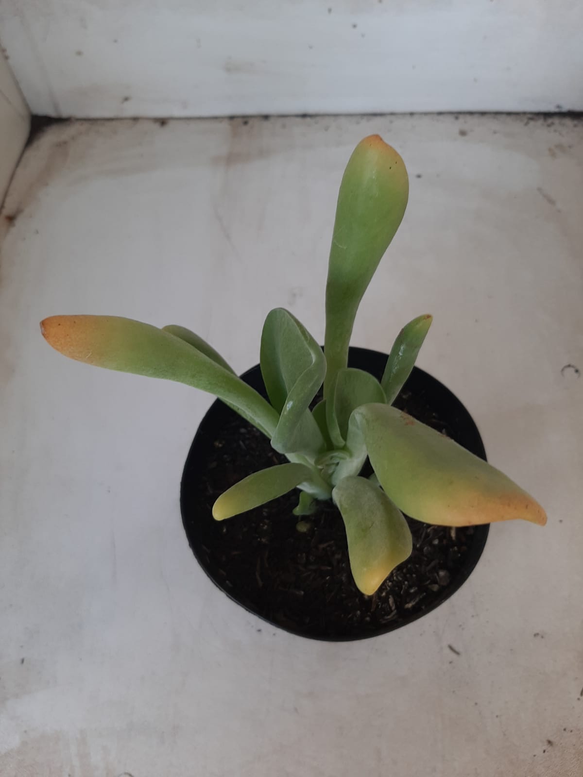 Suculenta Kalanchoe "Oricula" Nº 31 - Vaso 15