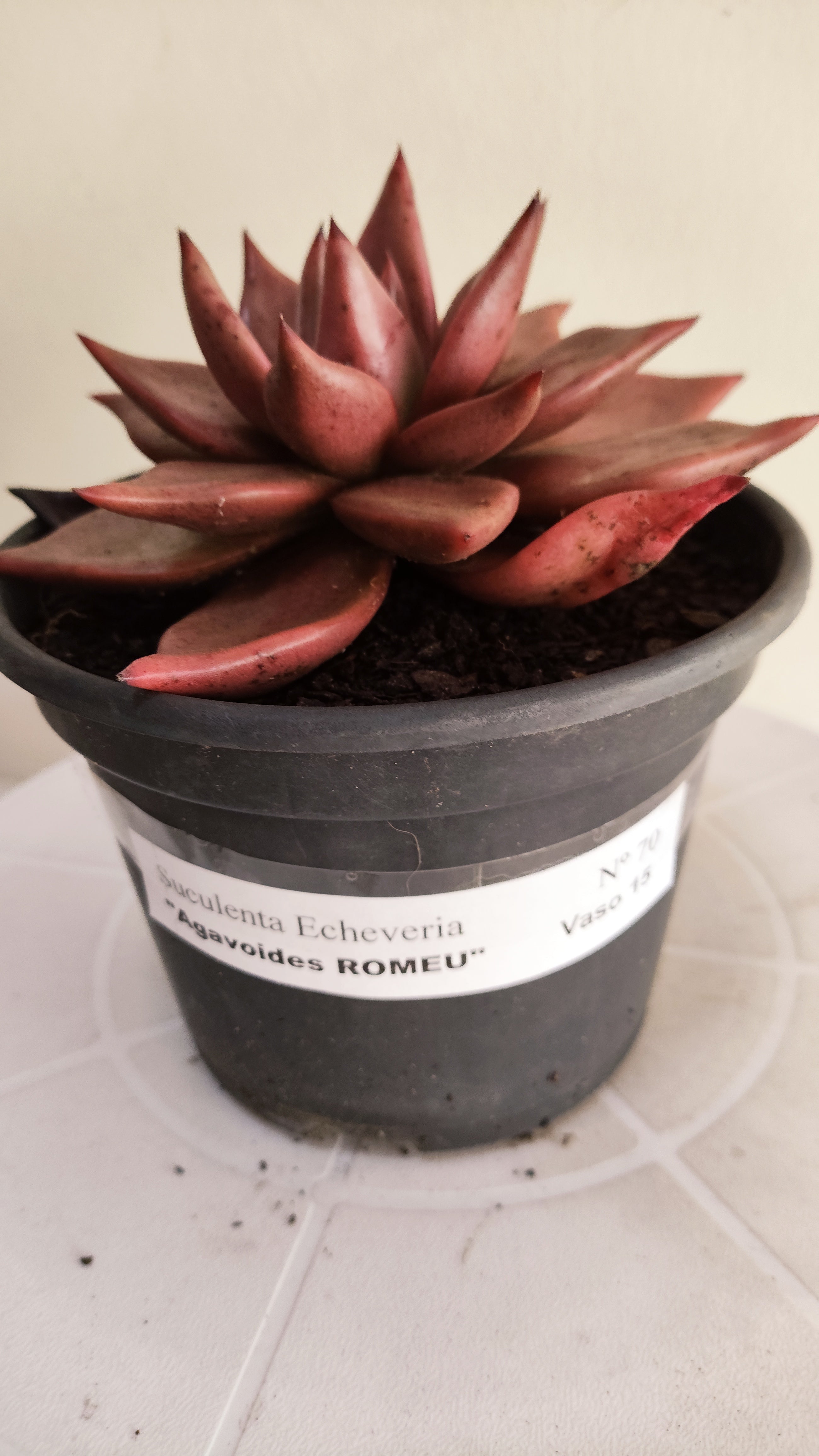 Suculenta Echeveria 'Agavoides ROMEU' N° 70 - Vaso 15