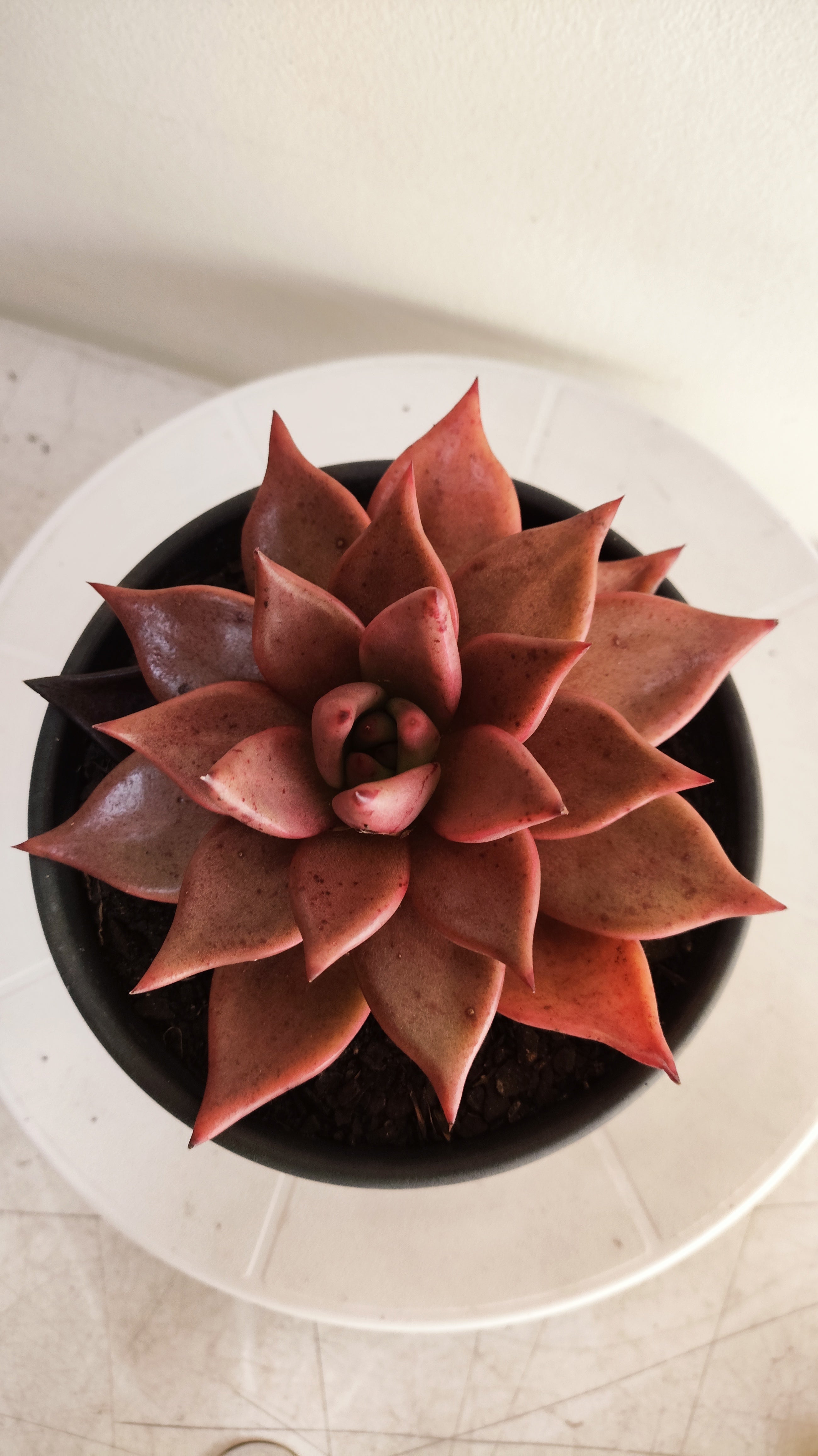 Suculenta Echeveria 'Agavoides ROMEU' N° 70 - Vaso 15
