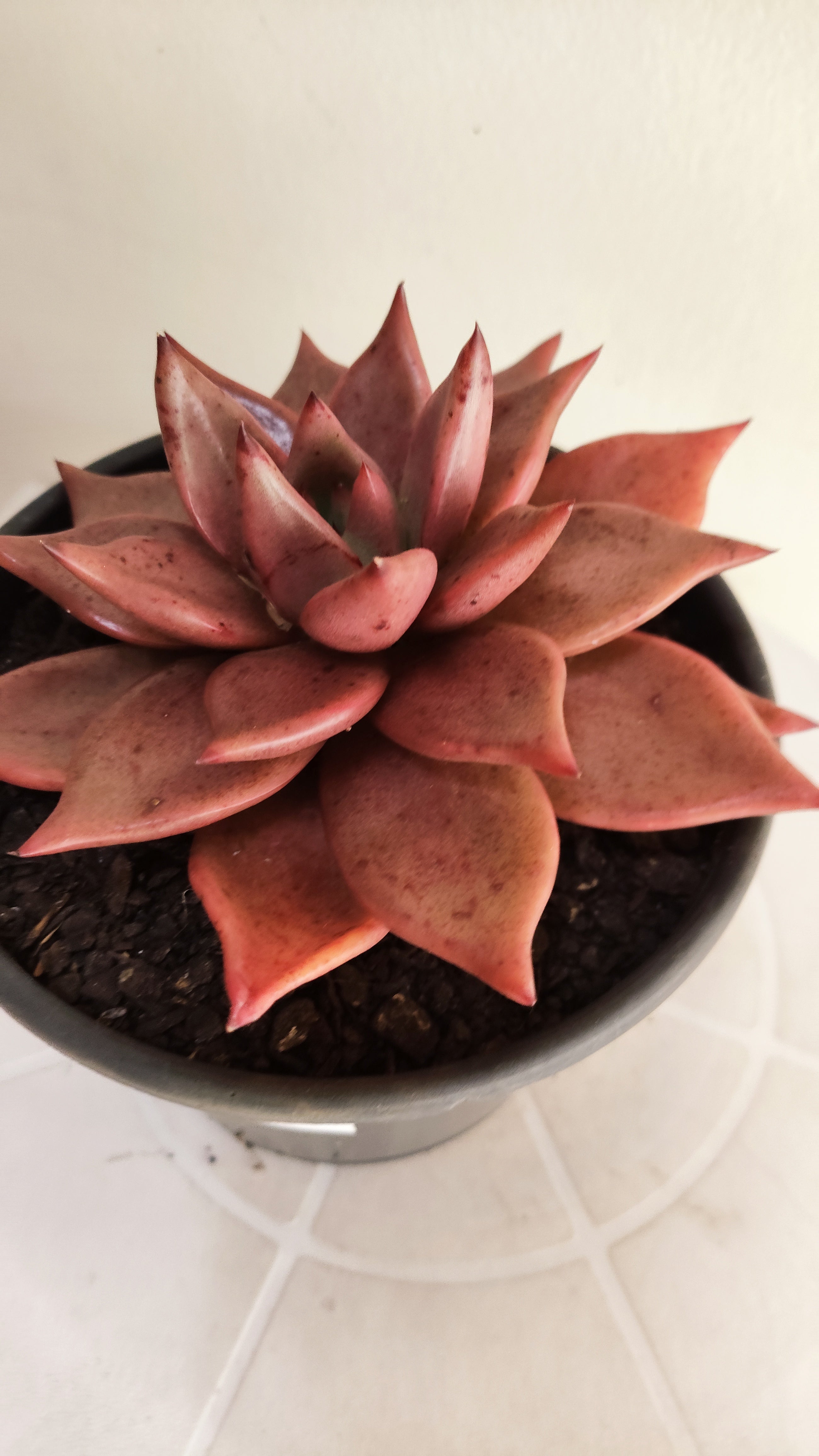 Suculenta Echeveria 'Agavoides ROMEU' N° 70 - Vaso 15