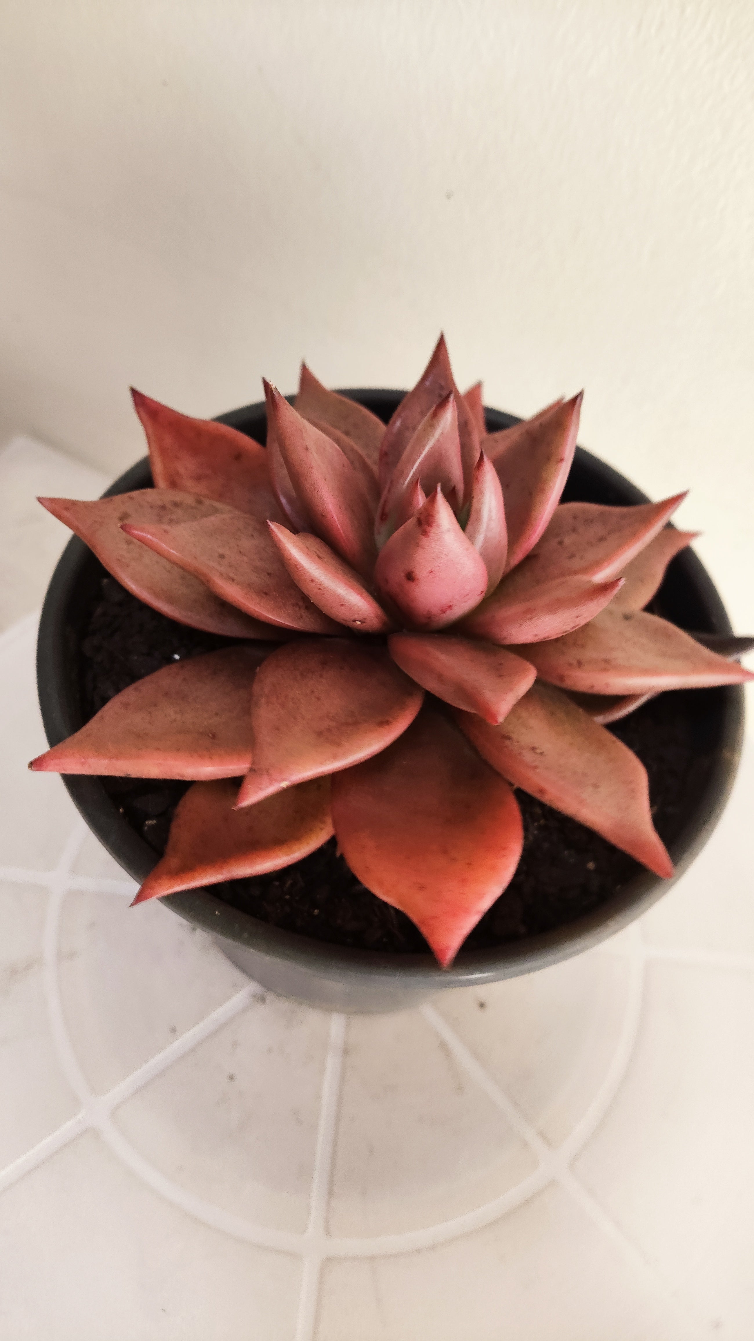 Suculenta Echeveria 'Agavoides ROMEU' N° 70 - Vaso 15