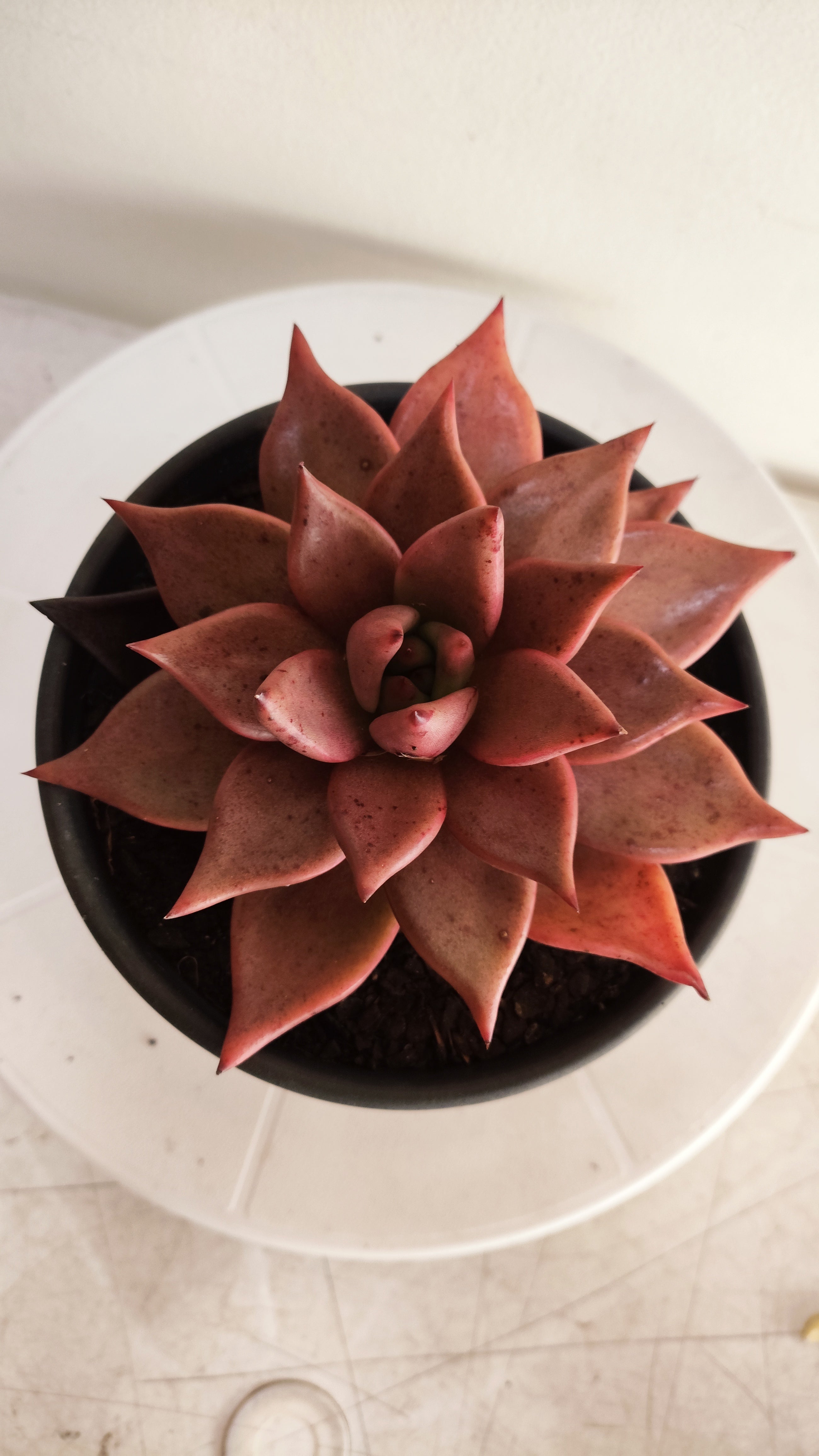 Suculenta Echeveria 'Agavoides ROMEU' N° 70 - Vaso 15