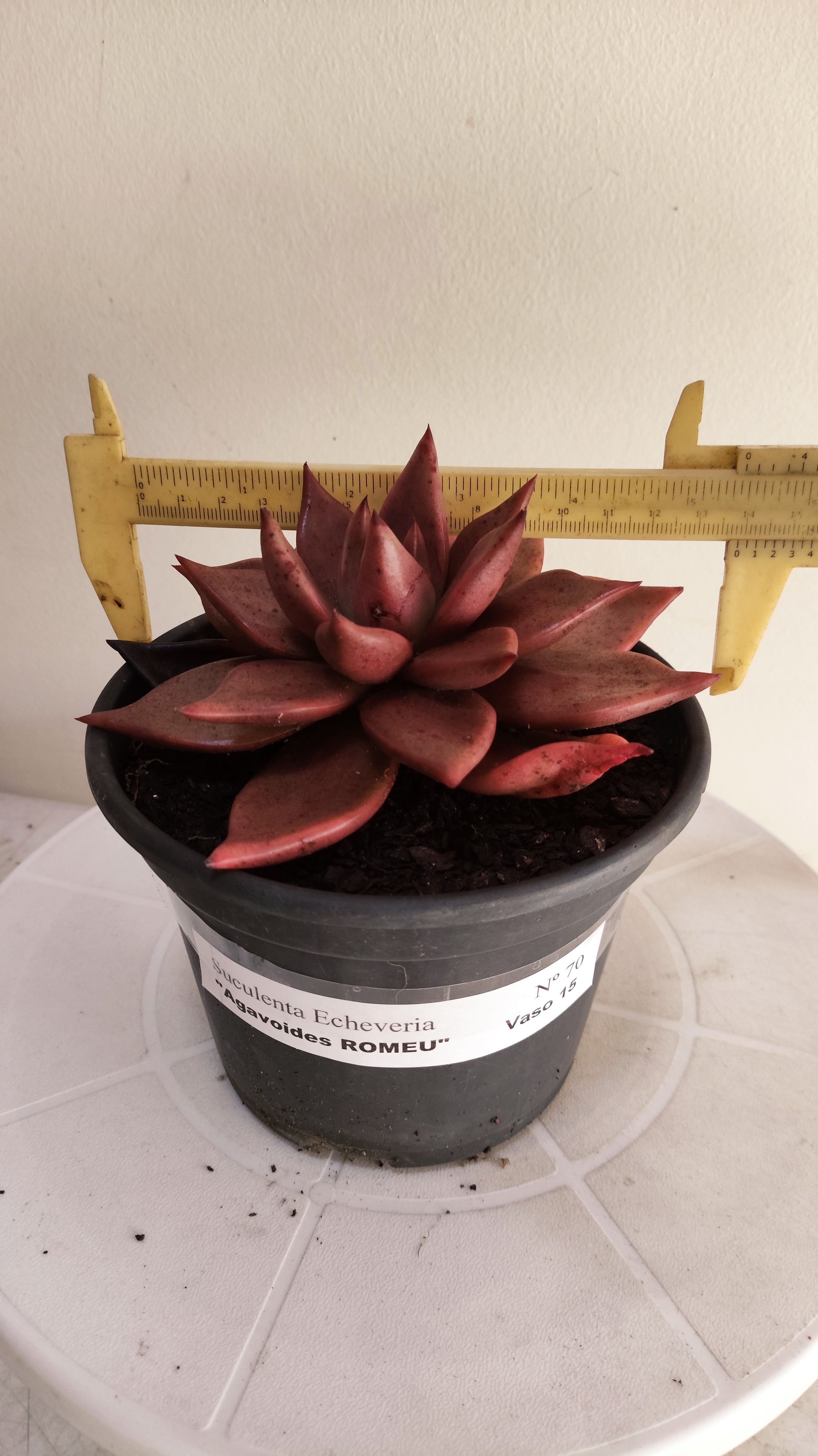Suculenta Echeveria 'Agavoides ROMEU' N° 70 - Vaso 15