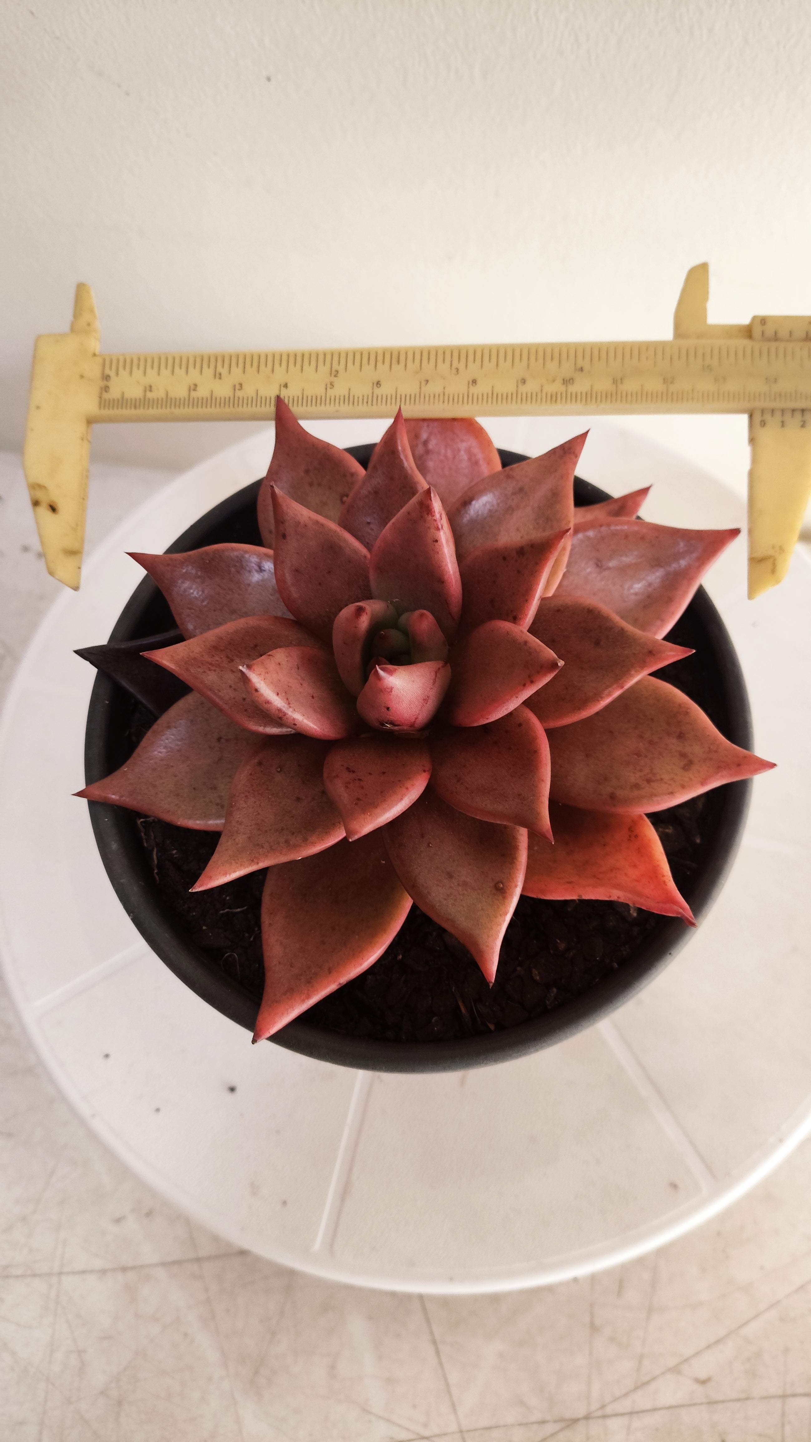 Suculenta Echeveria 'Agavoides ROMEU' N° 70 - Vaso 15