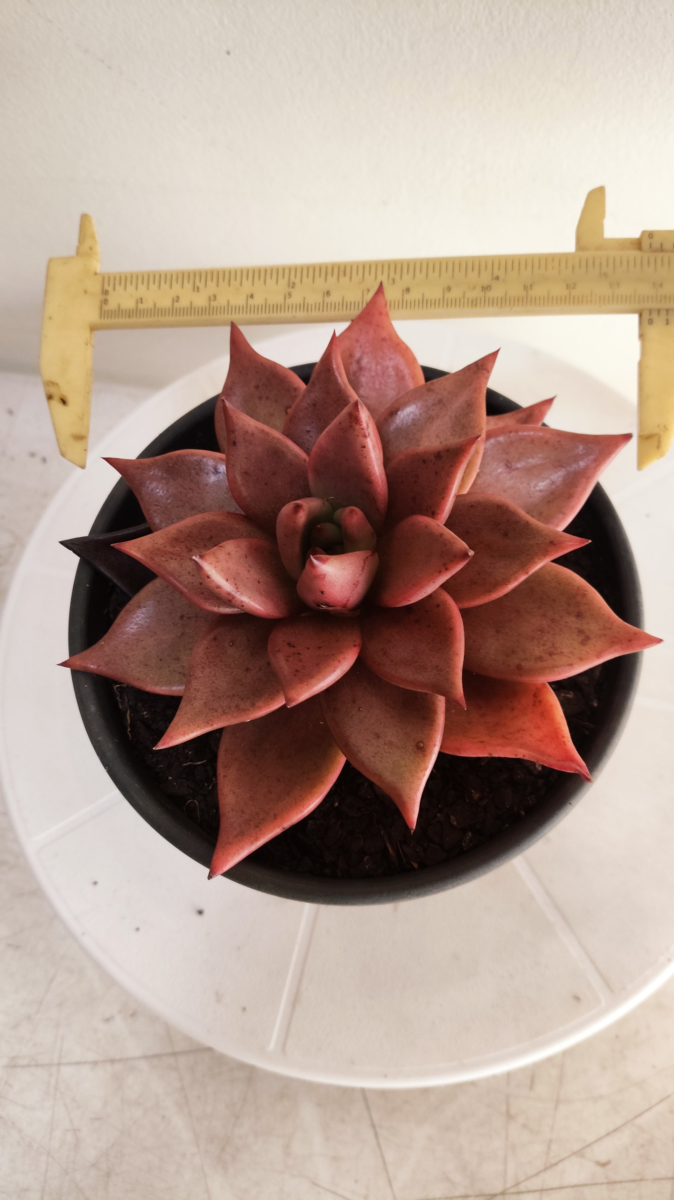 Suculenta Echeveria 'Agavoides ROMEU' N° 70 - Vaso 15