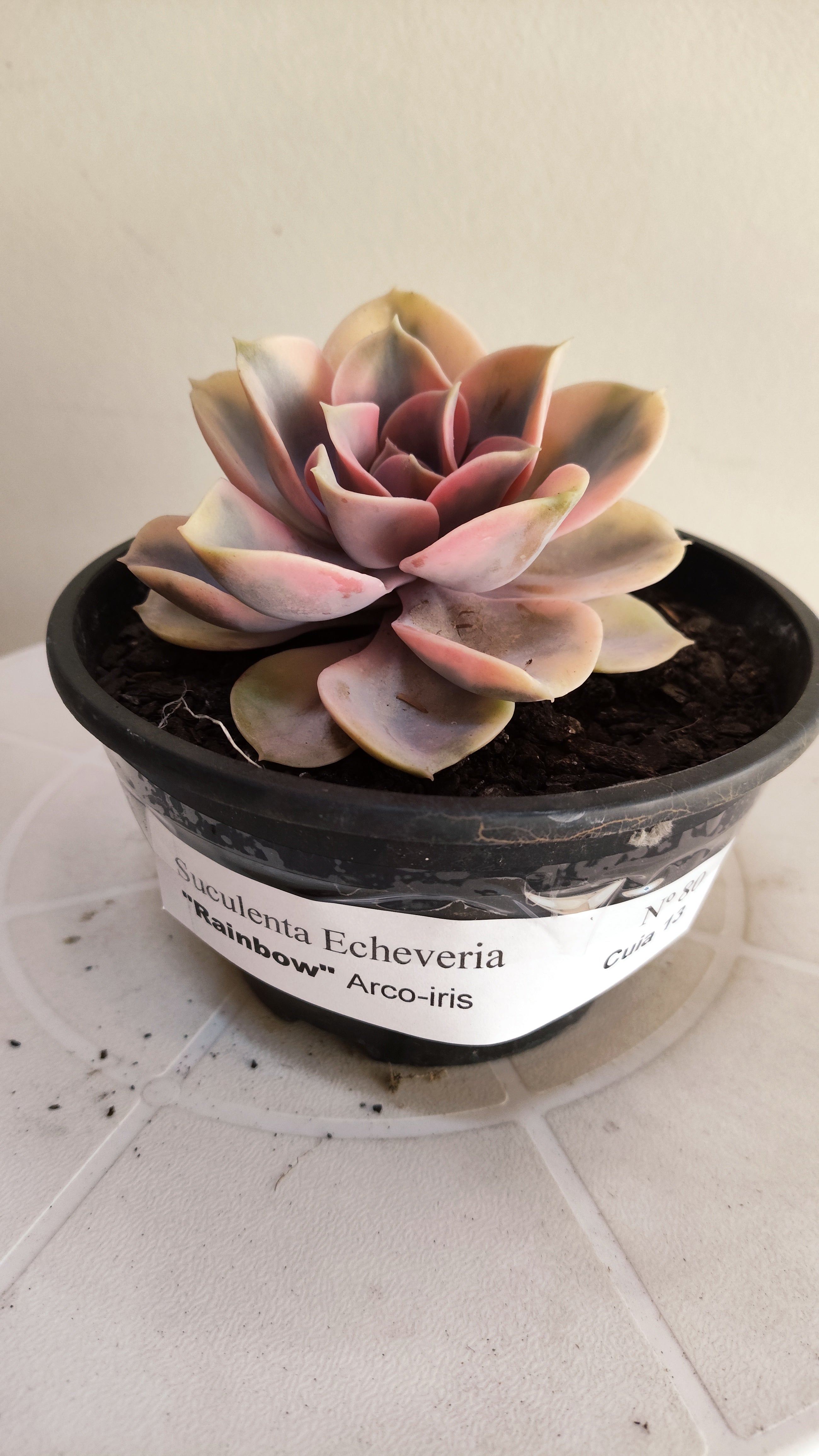 Suculenta Echeveria 'Rainbow" Arco-iris  N° 80 - Vaso 15