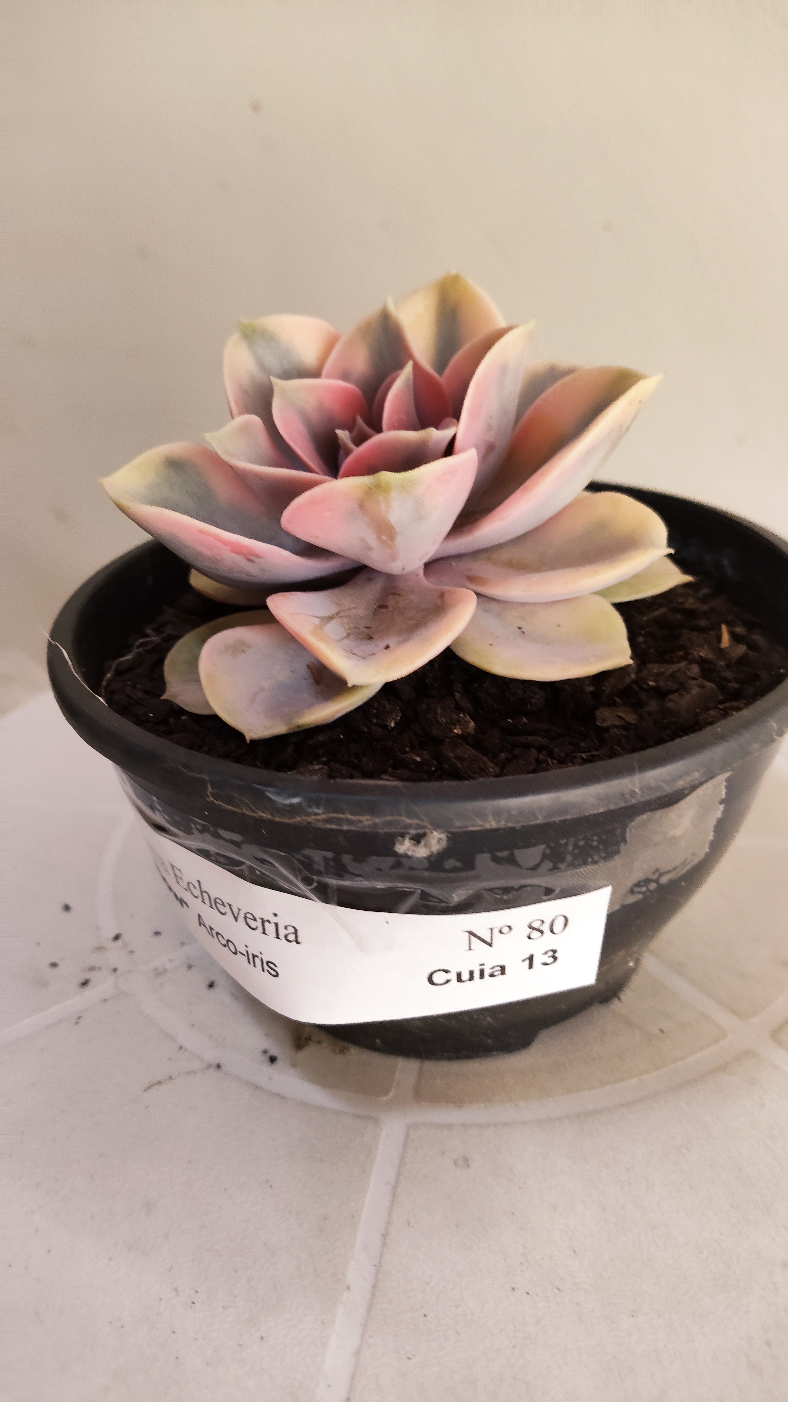 Suculenta Echeveria 'Rainbow" Arco-iris  N° 80 - Vaso 15