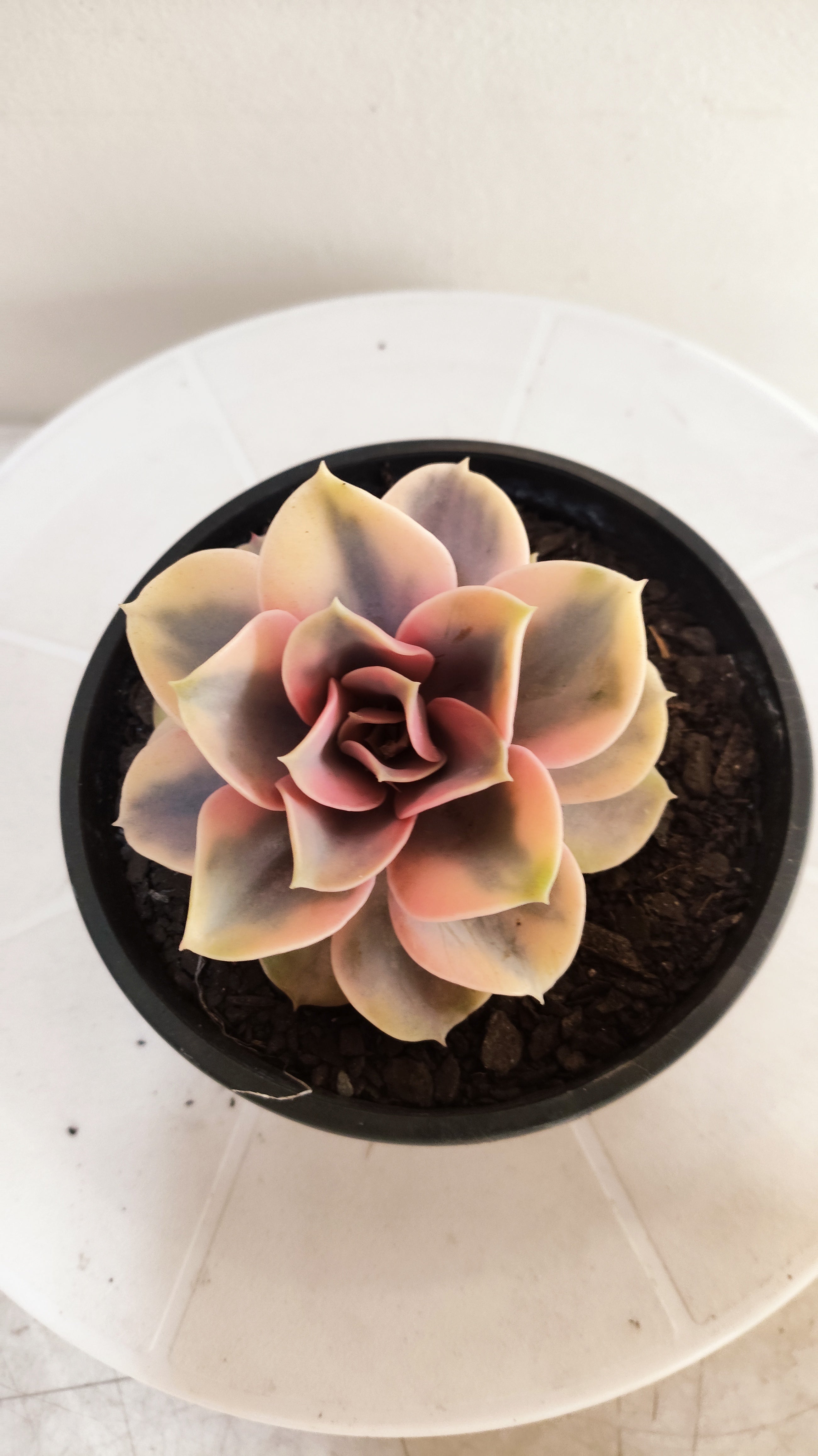 Suculenta Echeveria 'Rainbow" Arco-iris  N° 80 - Vaso 15