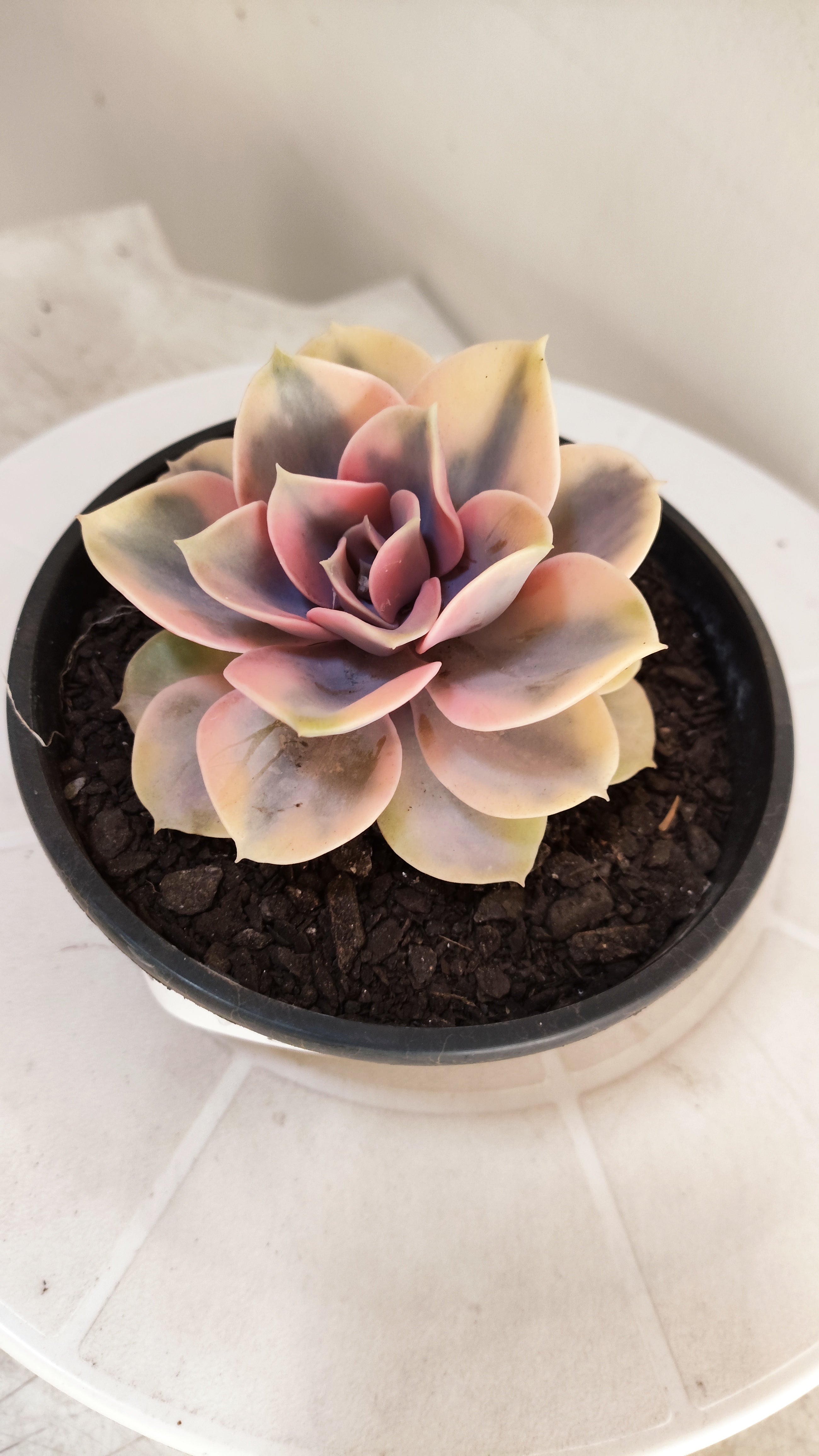 Suculenta Echeveria 'Rainbow" Arco-iris  N° 80 - Vaso 15