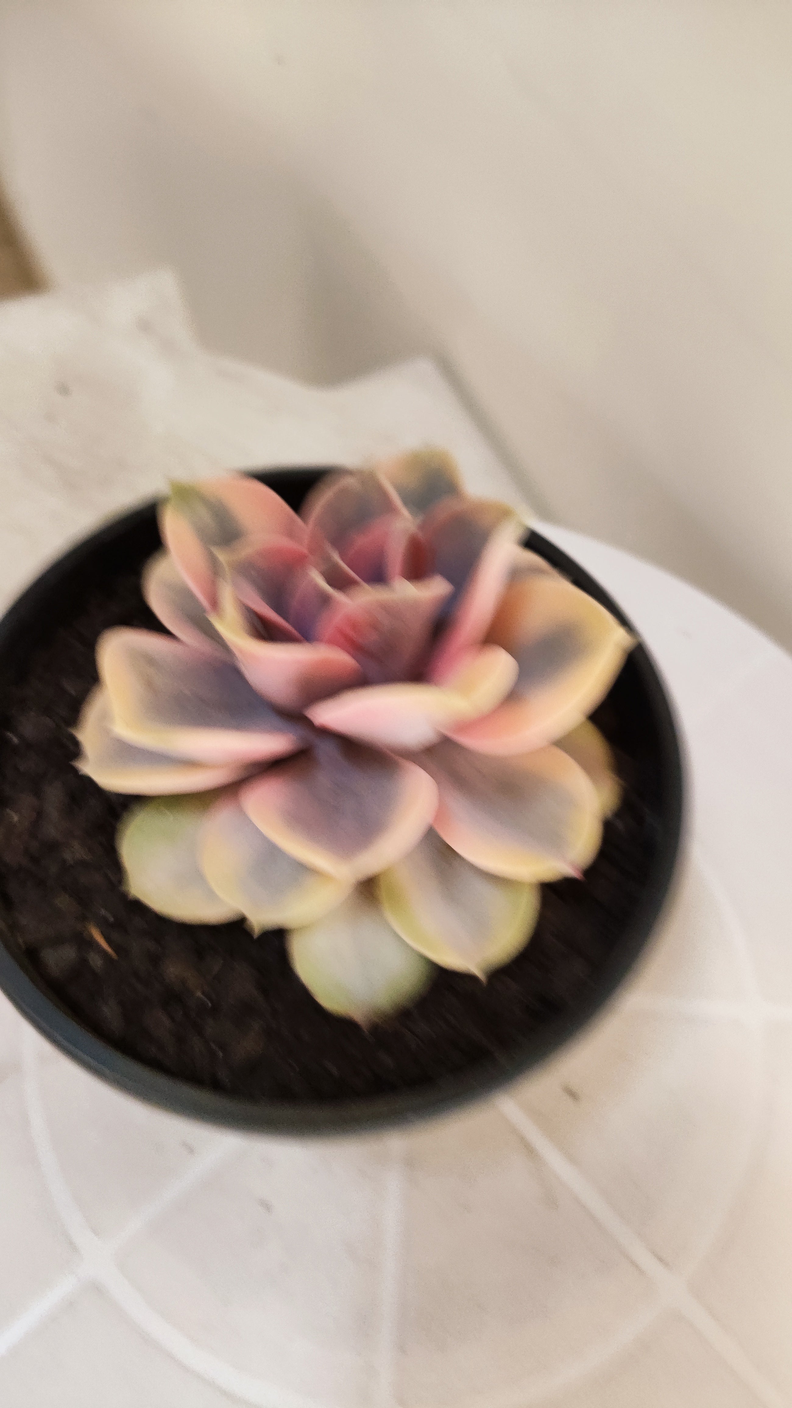 Suculenta Echeveria 'Rainbow" Arco-iris  N° 80 - Vaso 15