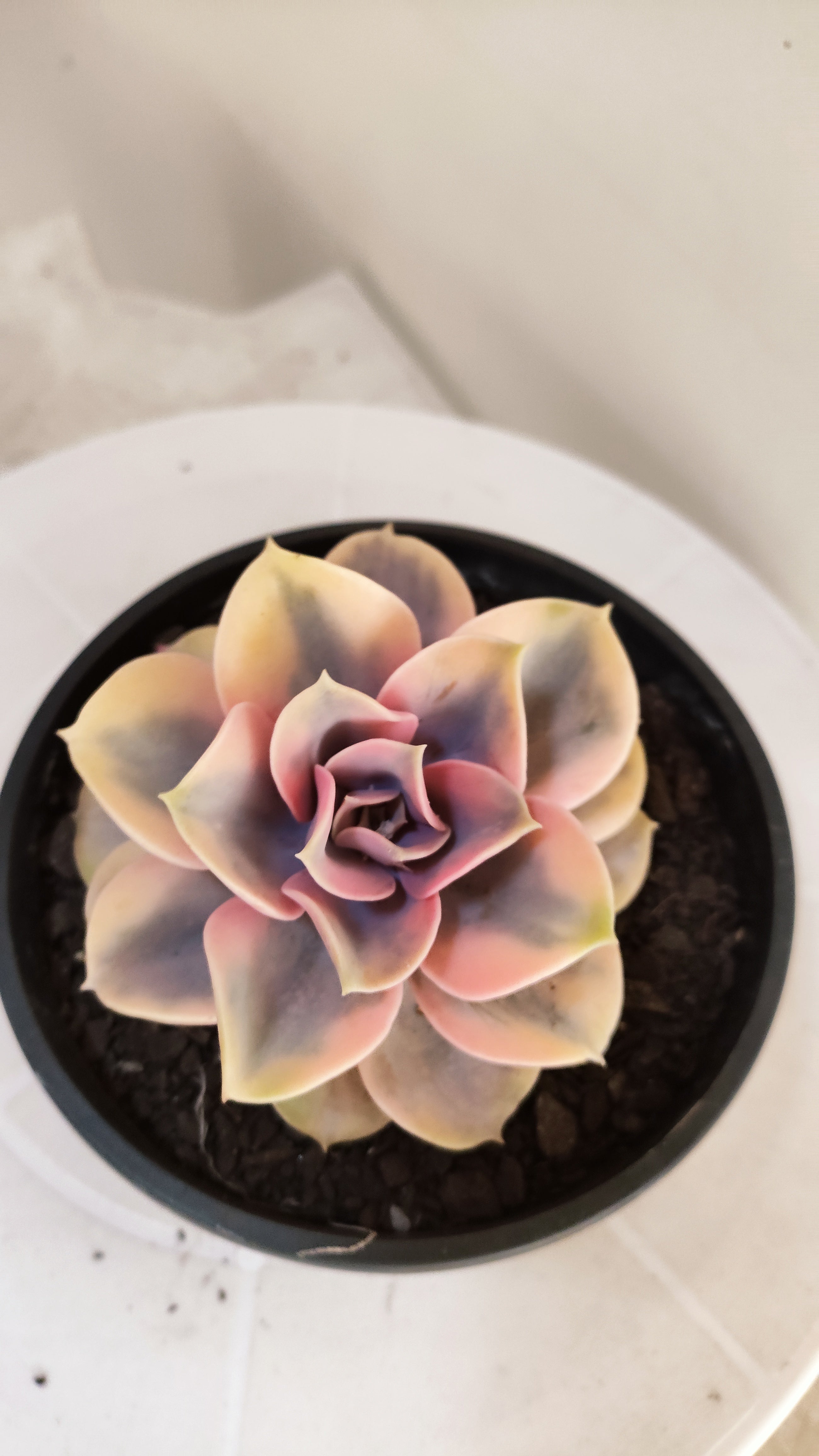 Suculenta Echeveria 'Rainbow" Arco-iris  N° 80 - Vaso 15