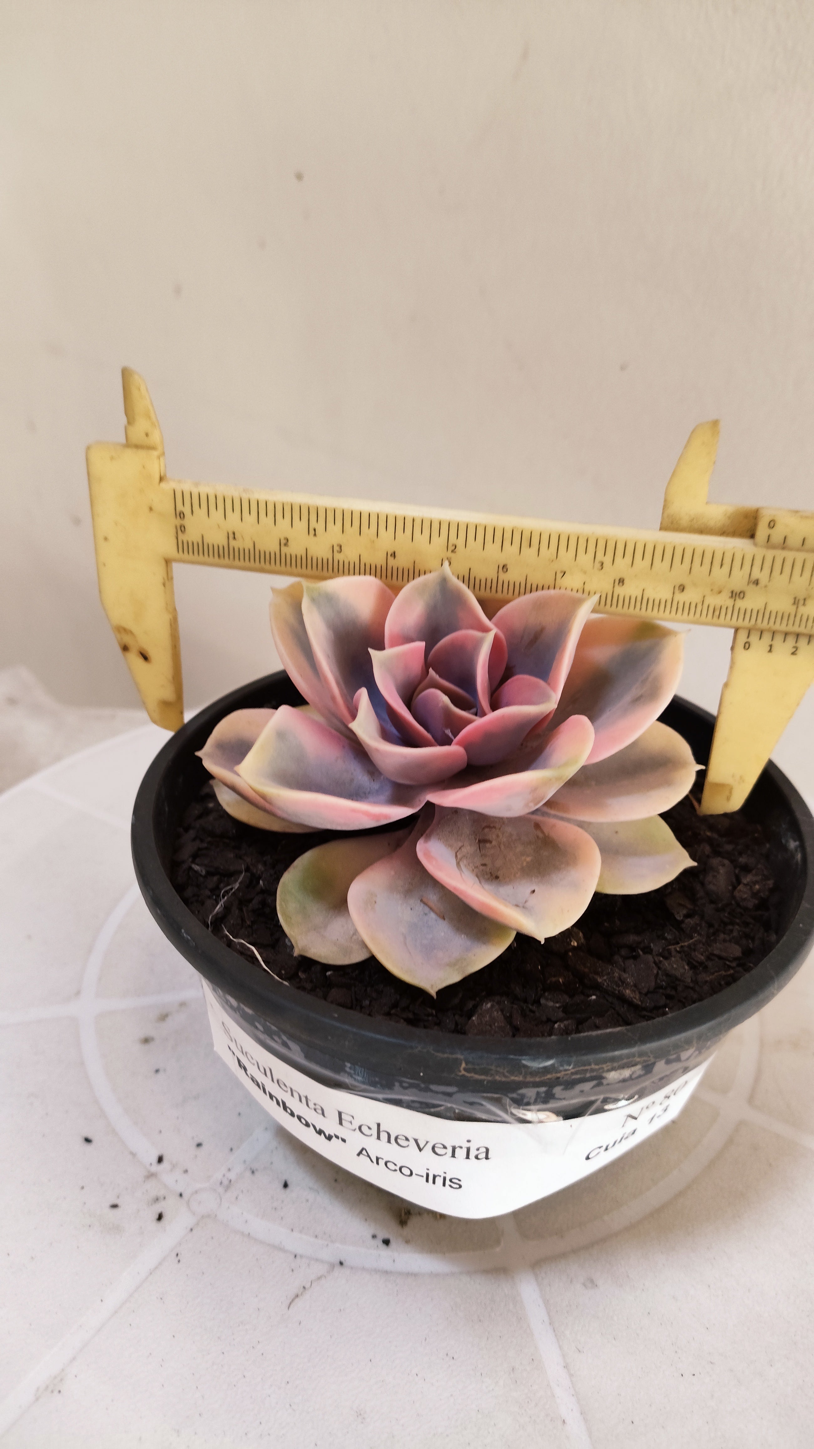 Suculenta Echeveria 'Rainbow" Arco-iris  N° 80 - Vaso 15