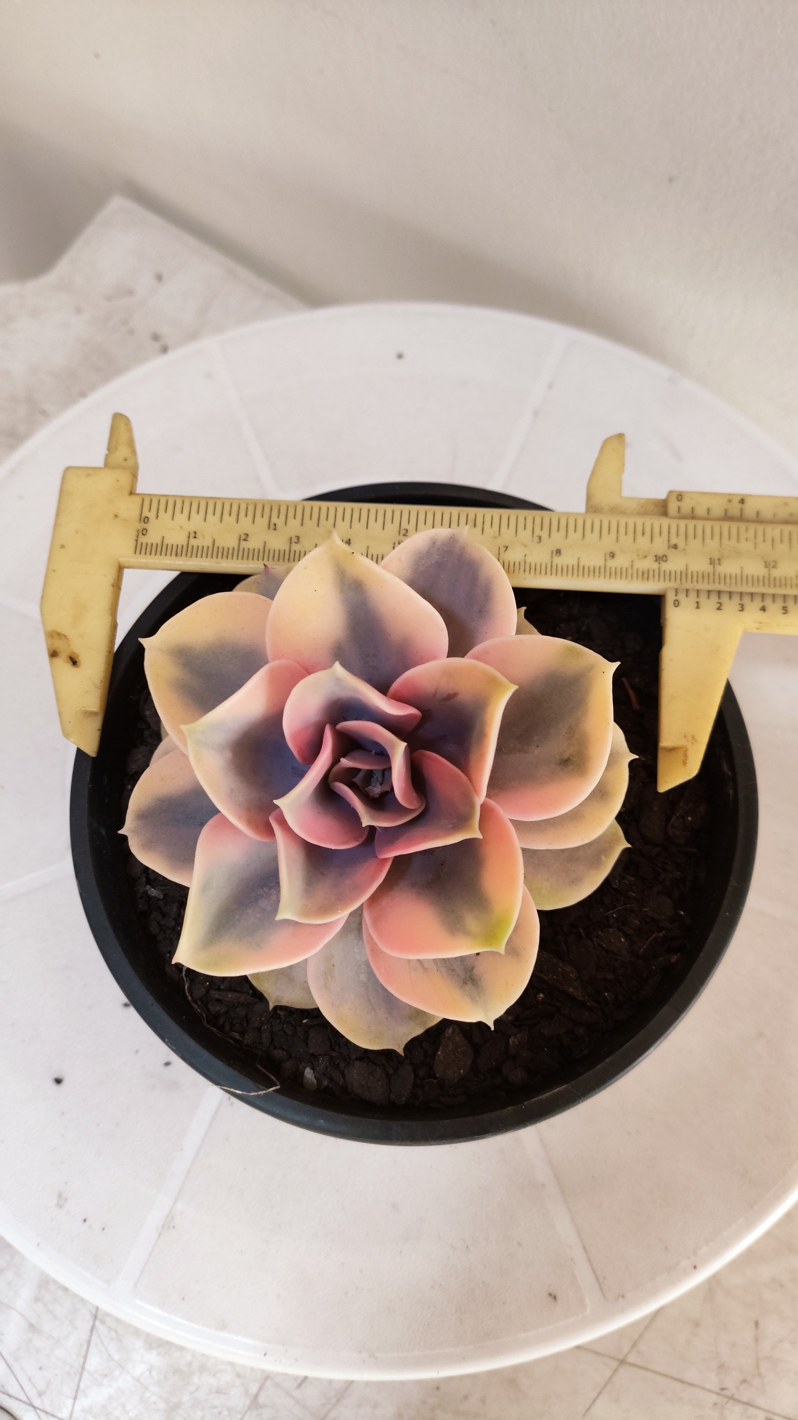 Suculenta Echeveria 'Rainbow" Arco-iris  N° 80 - Vaso 15