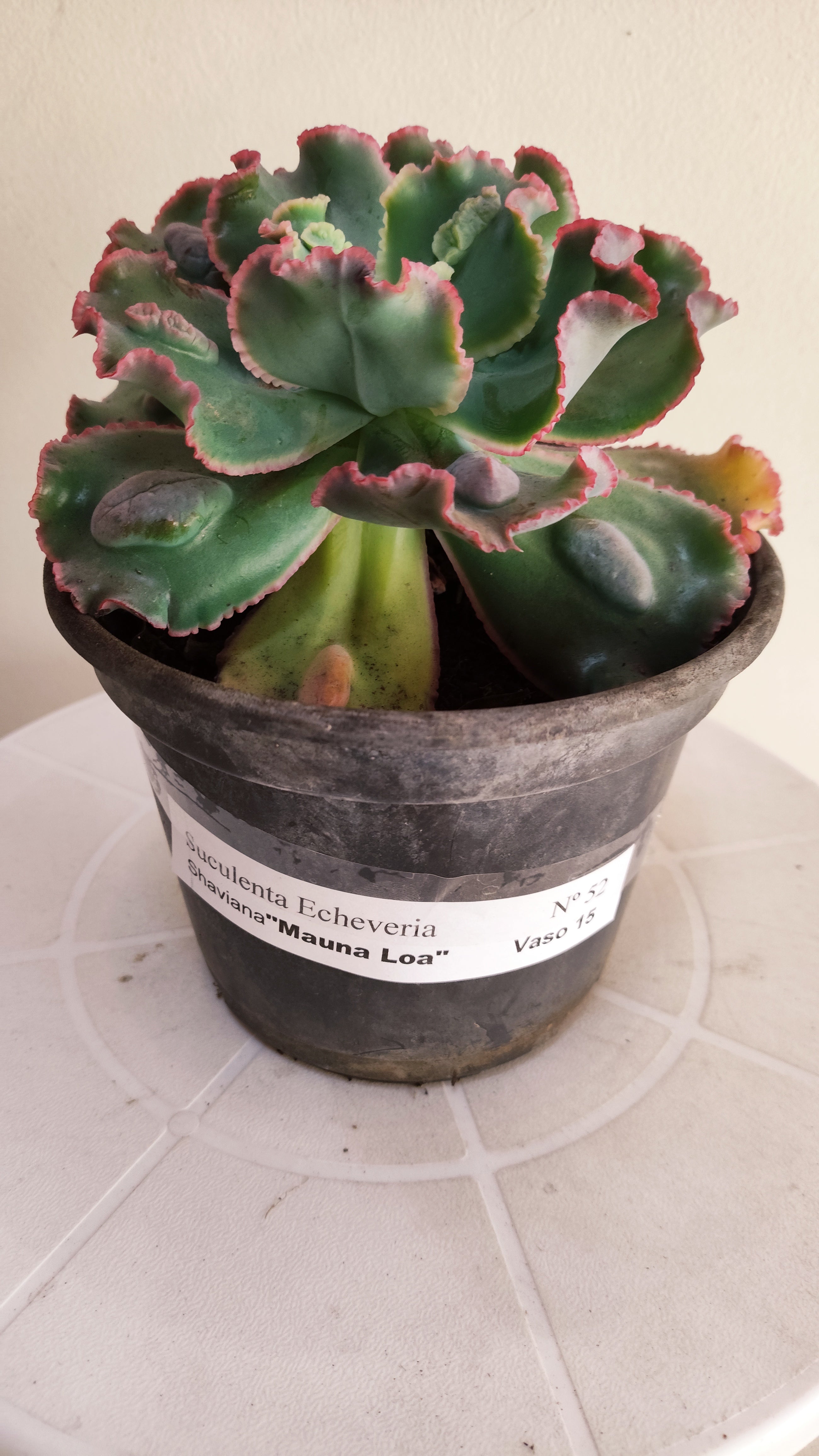 Suculenta Echeveria Shaviana 'MAUNA LOA' N° 52 - Vaso 15