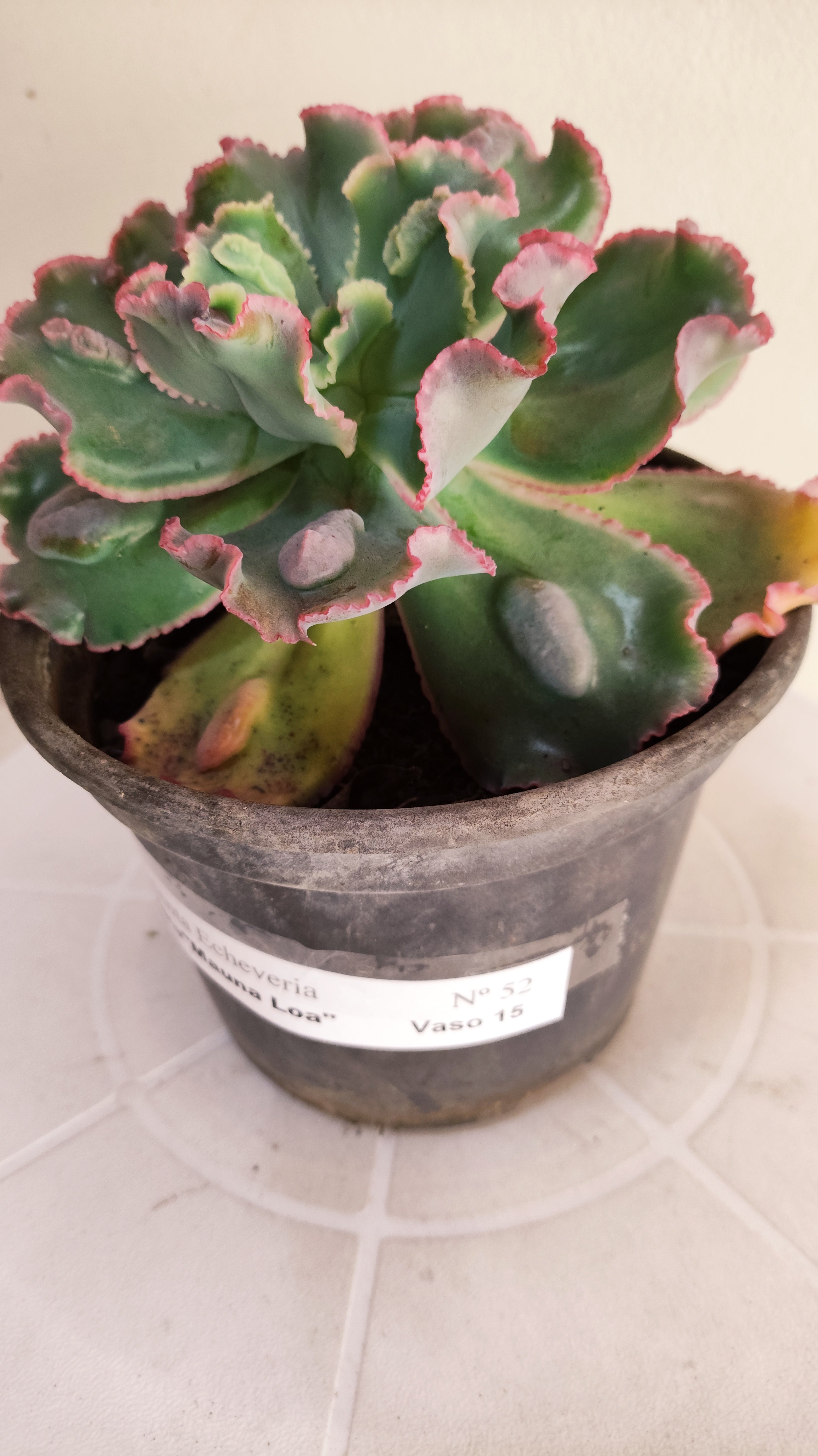Suculenta Echeveria Shaviana 'MAUNA LOA' N° 52 - Vaso 15