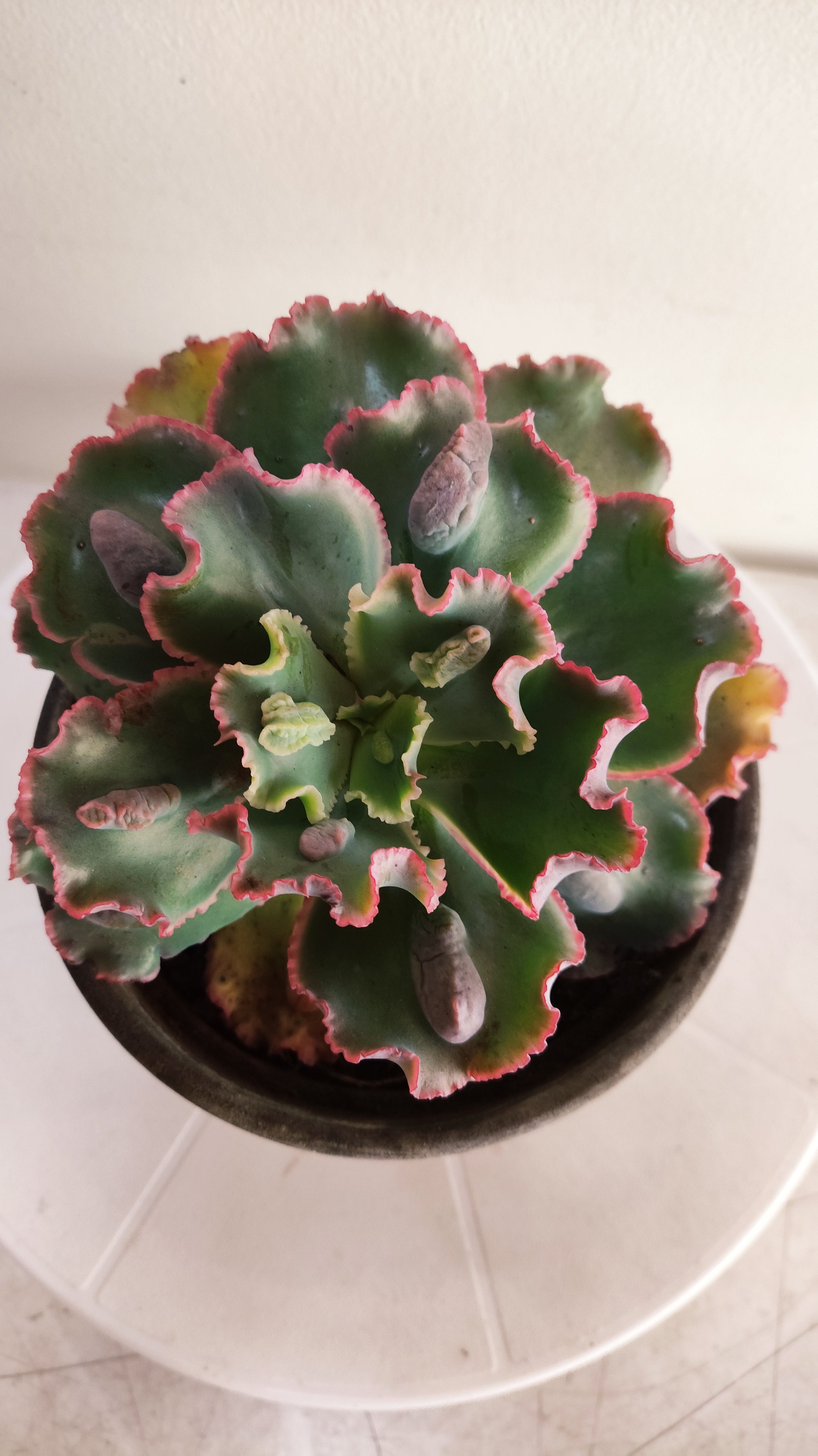 Suculenta Echeveria Shaviana 'MAUNA LOA' N° 52 - Vaso 15