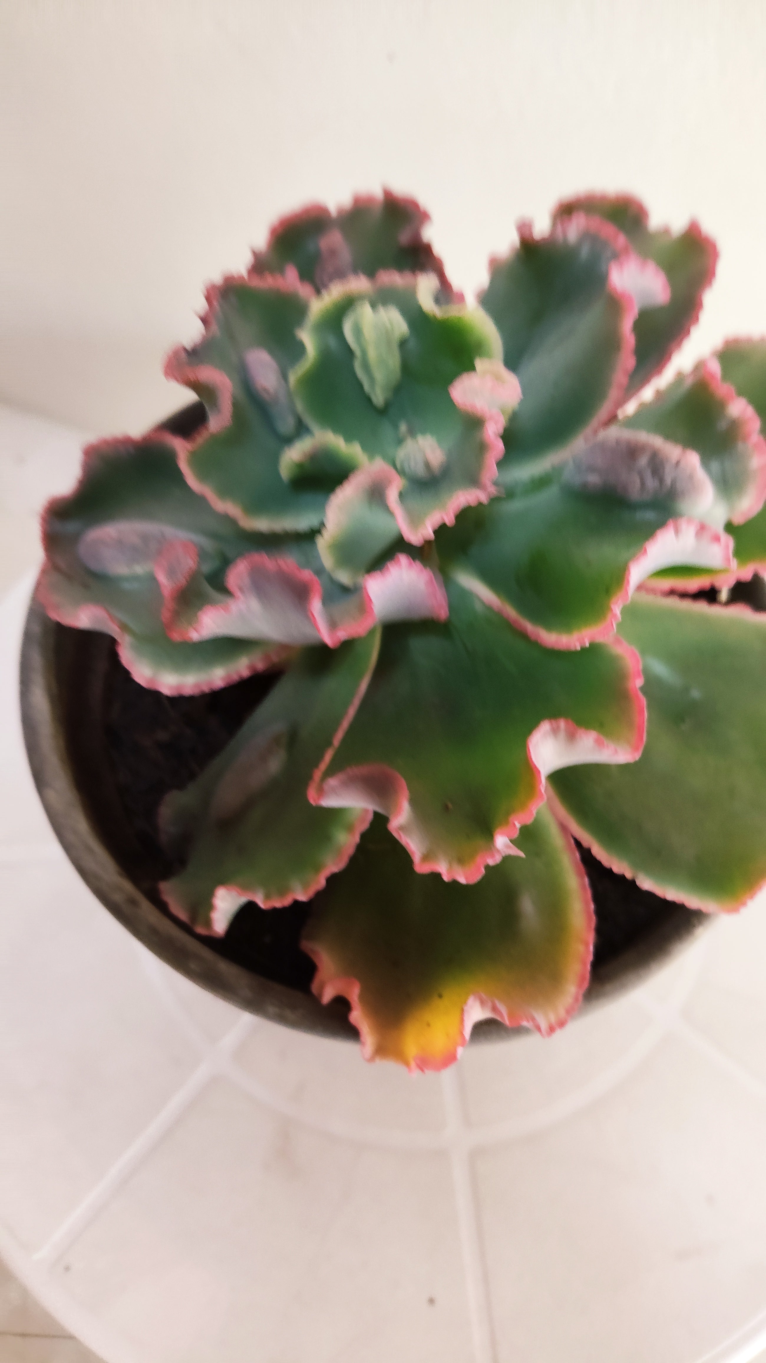 Suculenta Echeveria Shaviana 'MAUNA LOA' N° 52 - Vaso 15