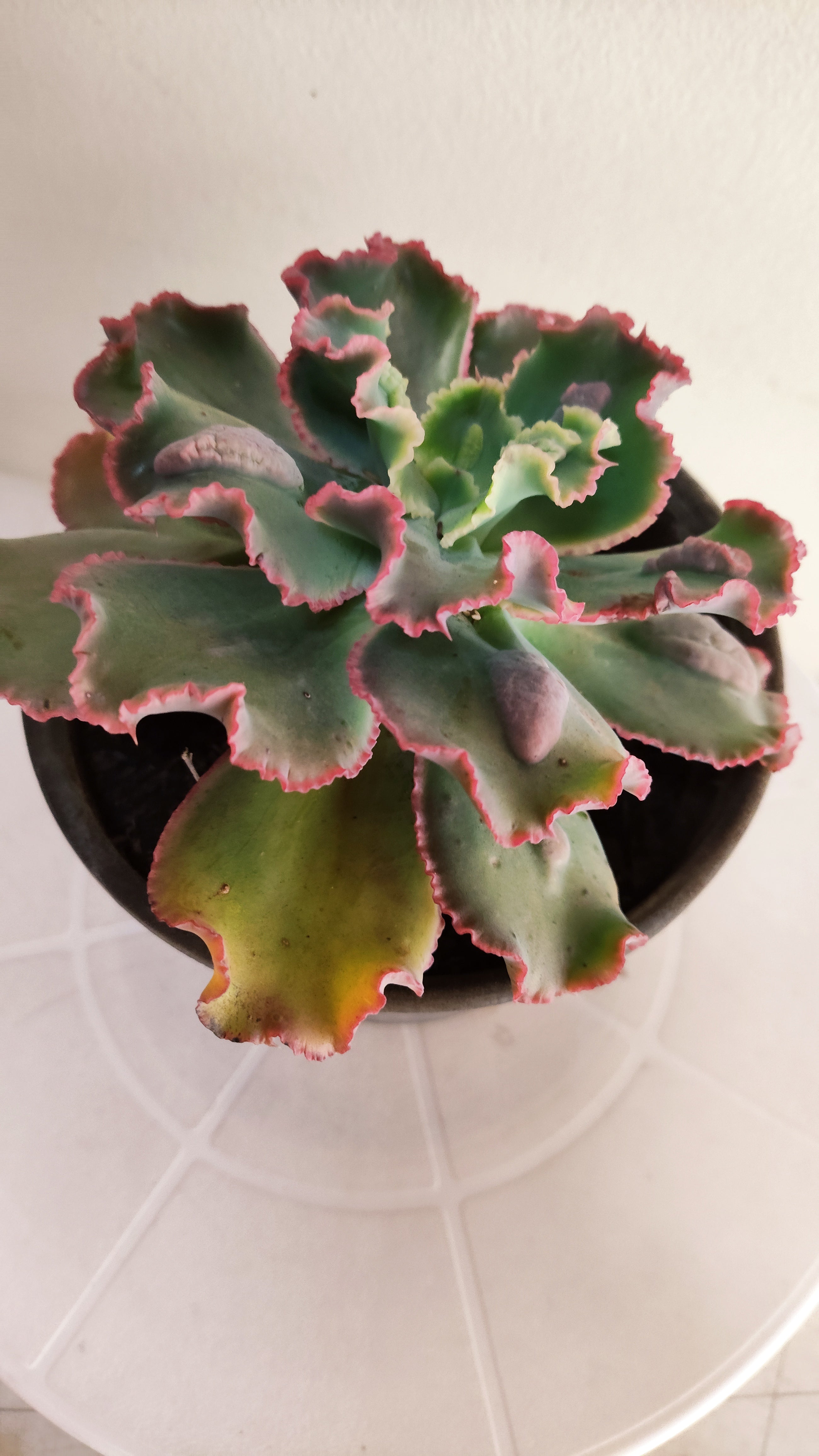 Suculenta Echeveria Shaviana 'MAUNA LOA' N° 52 - Vaso 15