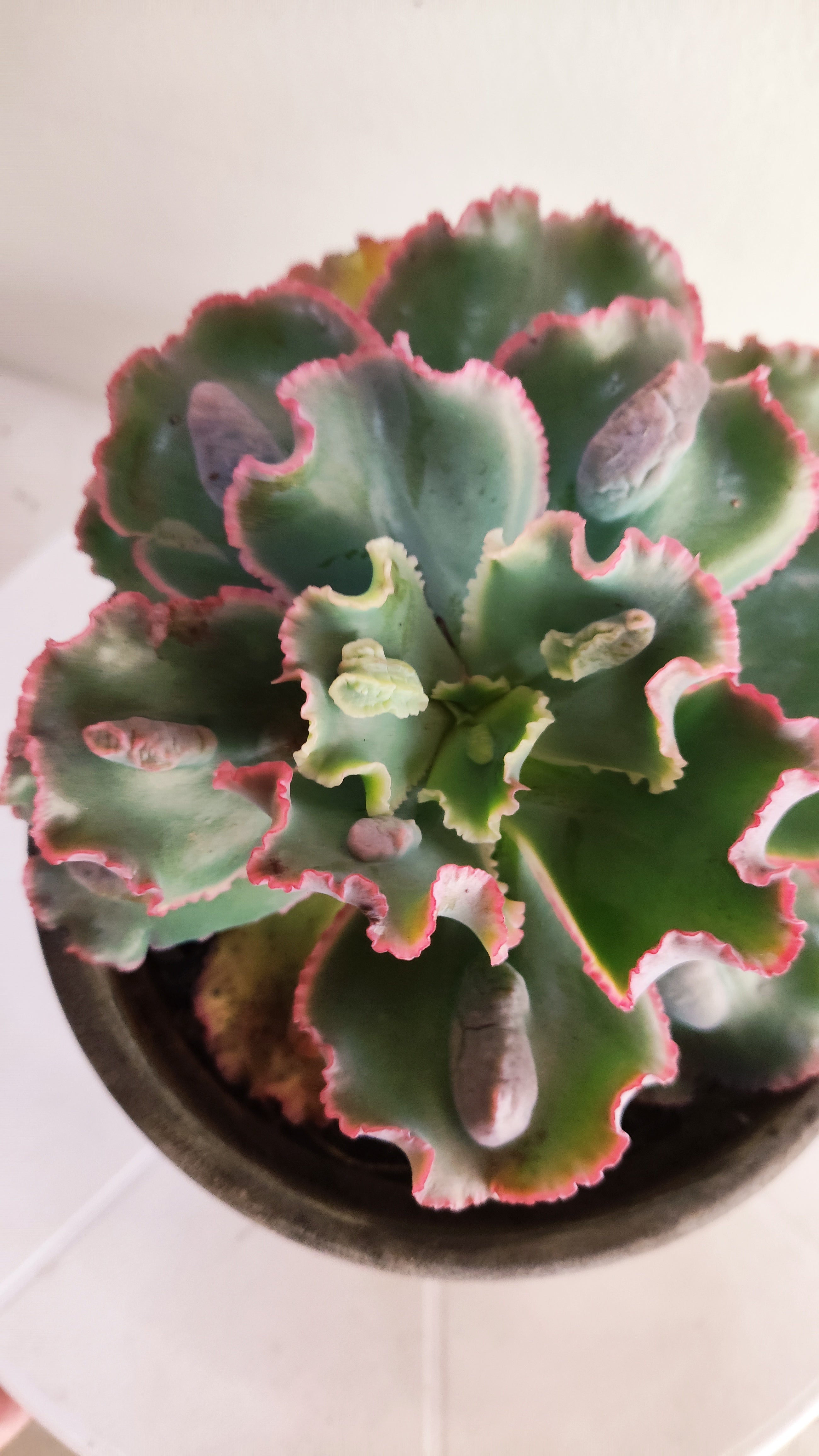 Suculenta Echeveria Shaviana 'MAUNA LOA' N° 52 - Vaso 15