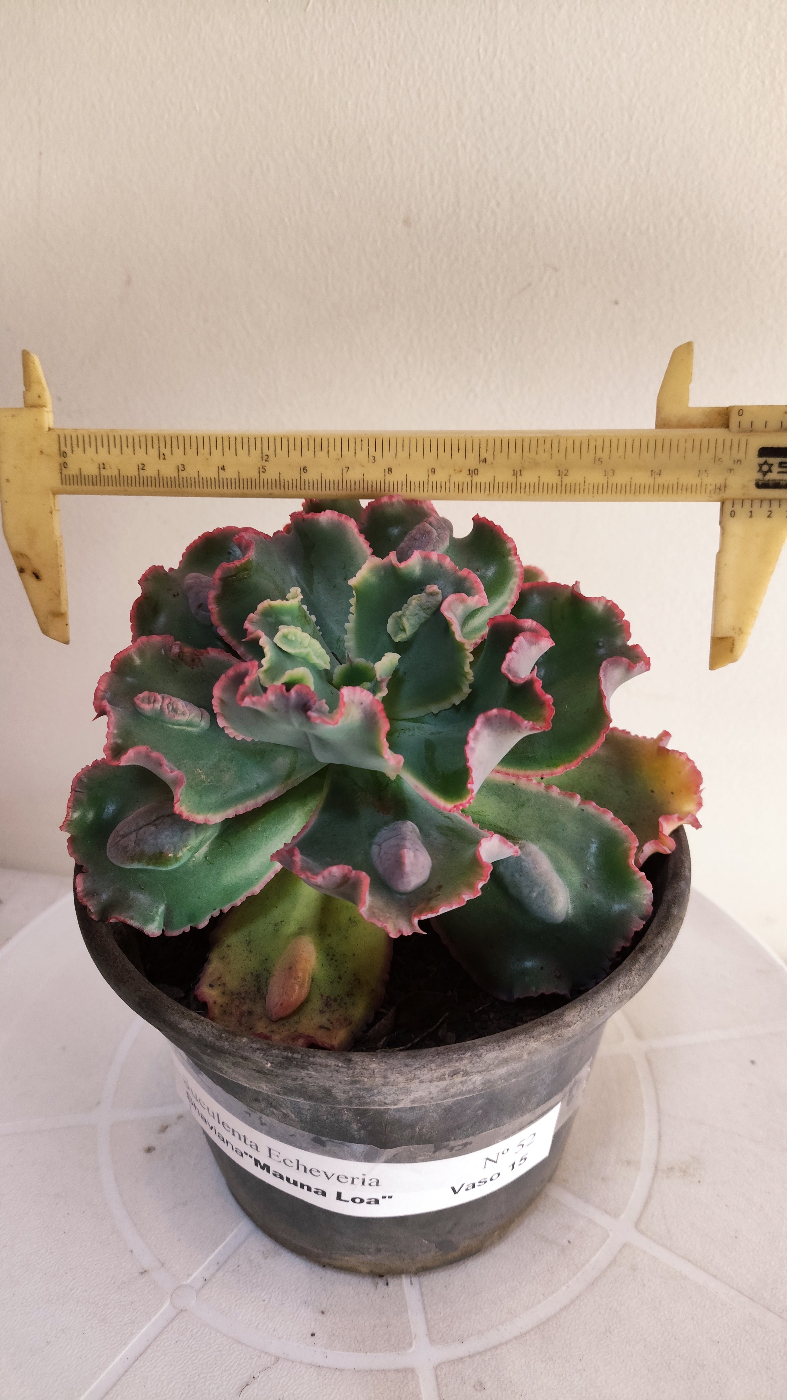 Suculenta Echeveria Shaviana 'MAUNA LOA' N° 52 - Vaso 15