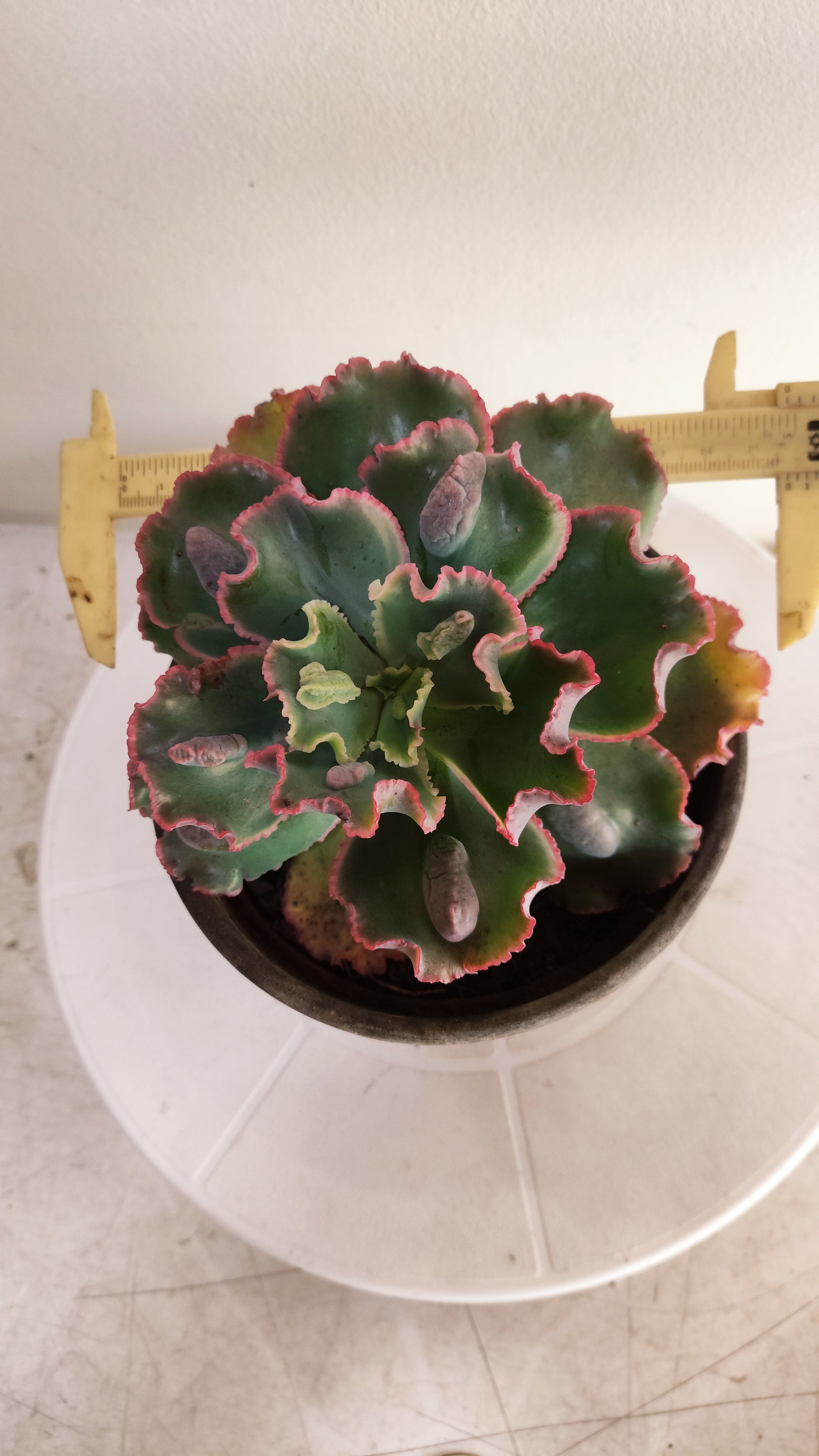 Suculenta Echeveria Shaviana 'MAUNA LOA' N° 52 - Vaso 15