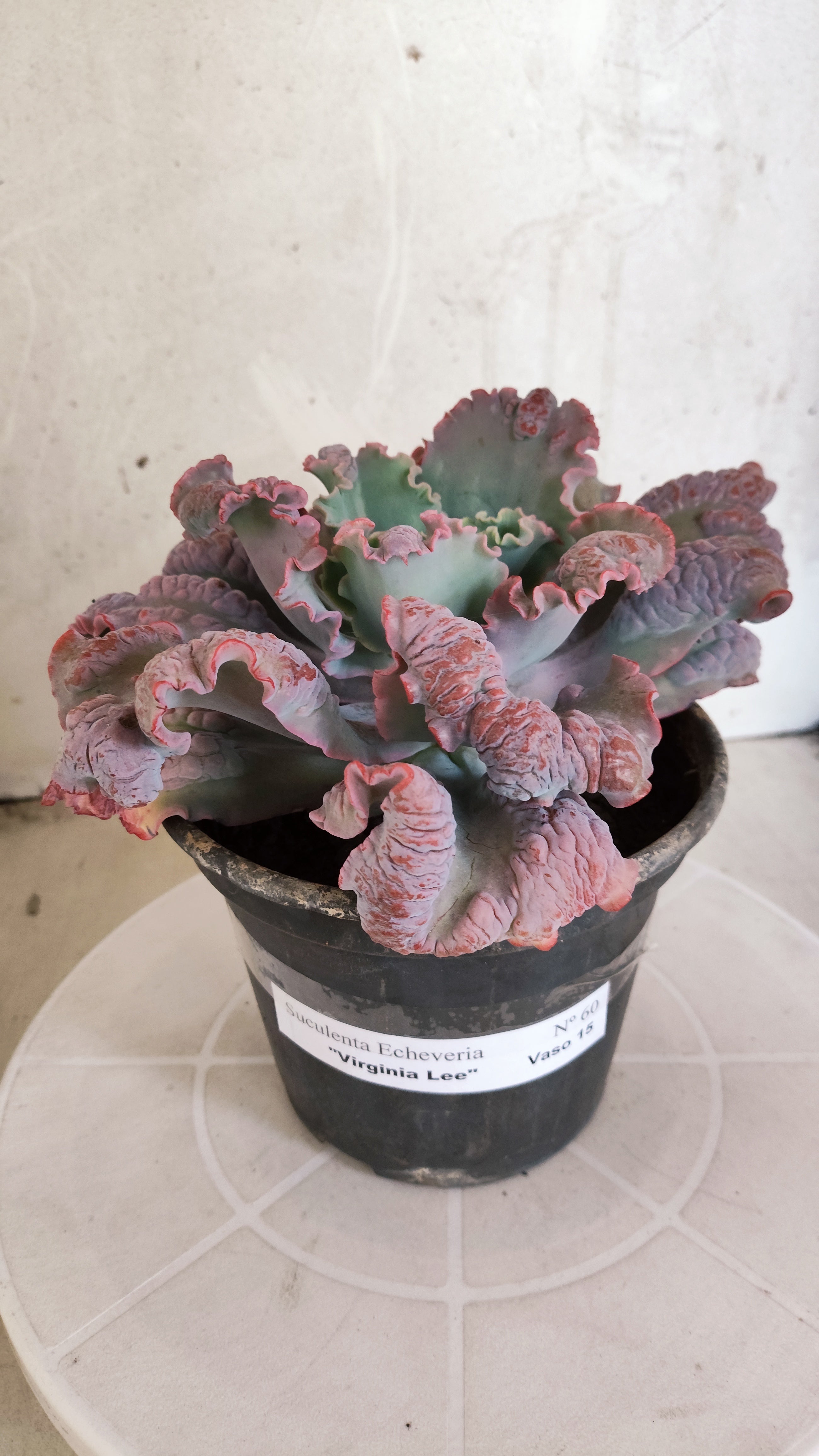 Suculenta Echeveria 'Virginia Lee' N° 60 - Vaso 15