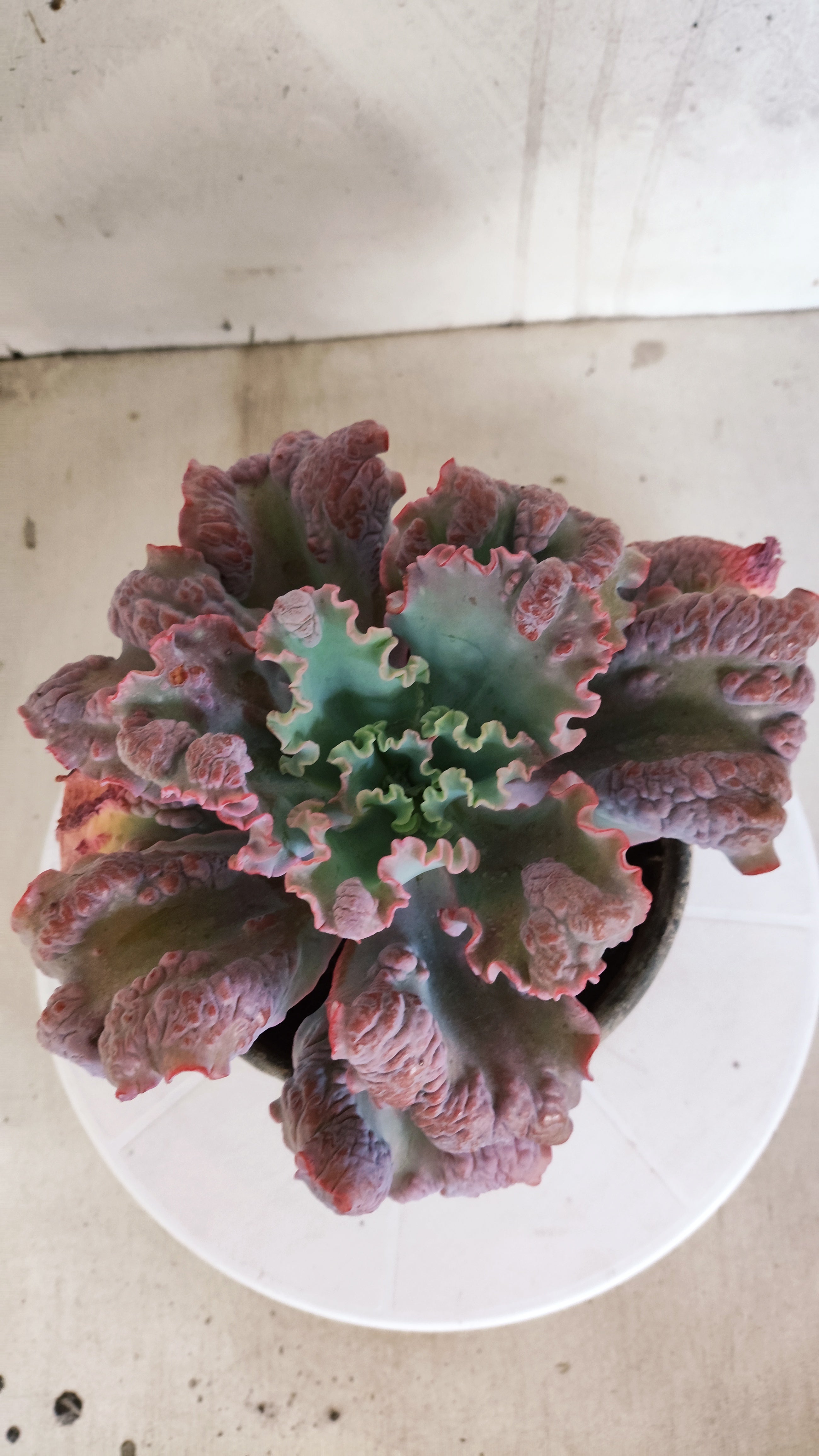 Suculenta Echeveria 'Virginia Lee' N° 60 - Vaso 15