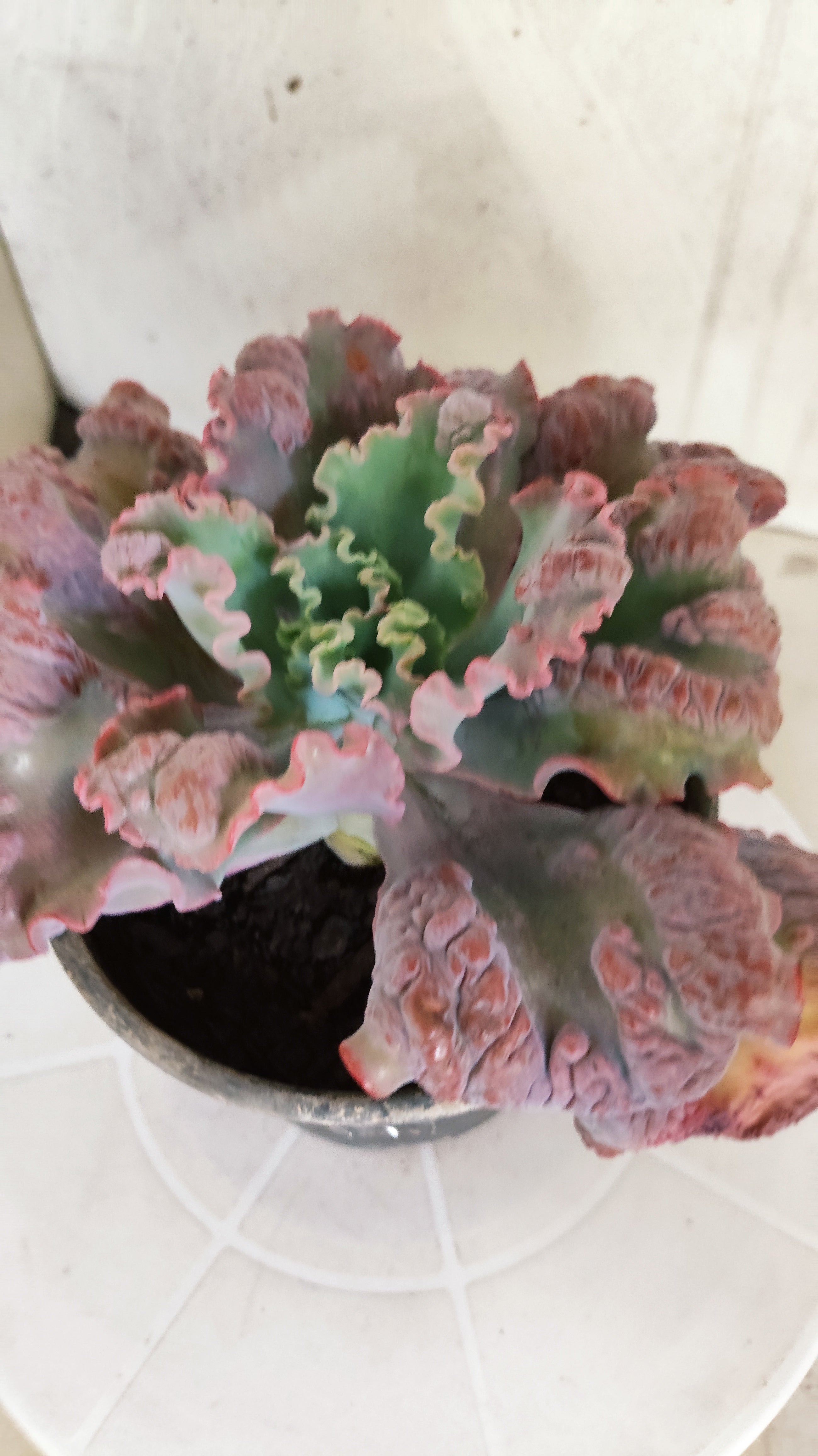 Suculenta Echeveria 'Virginia Lee' N° 60 - Vaso 15