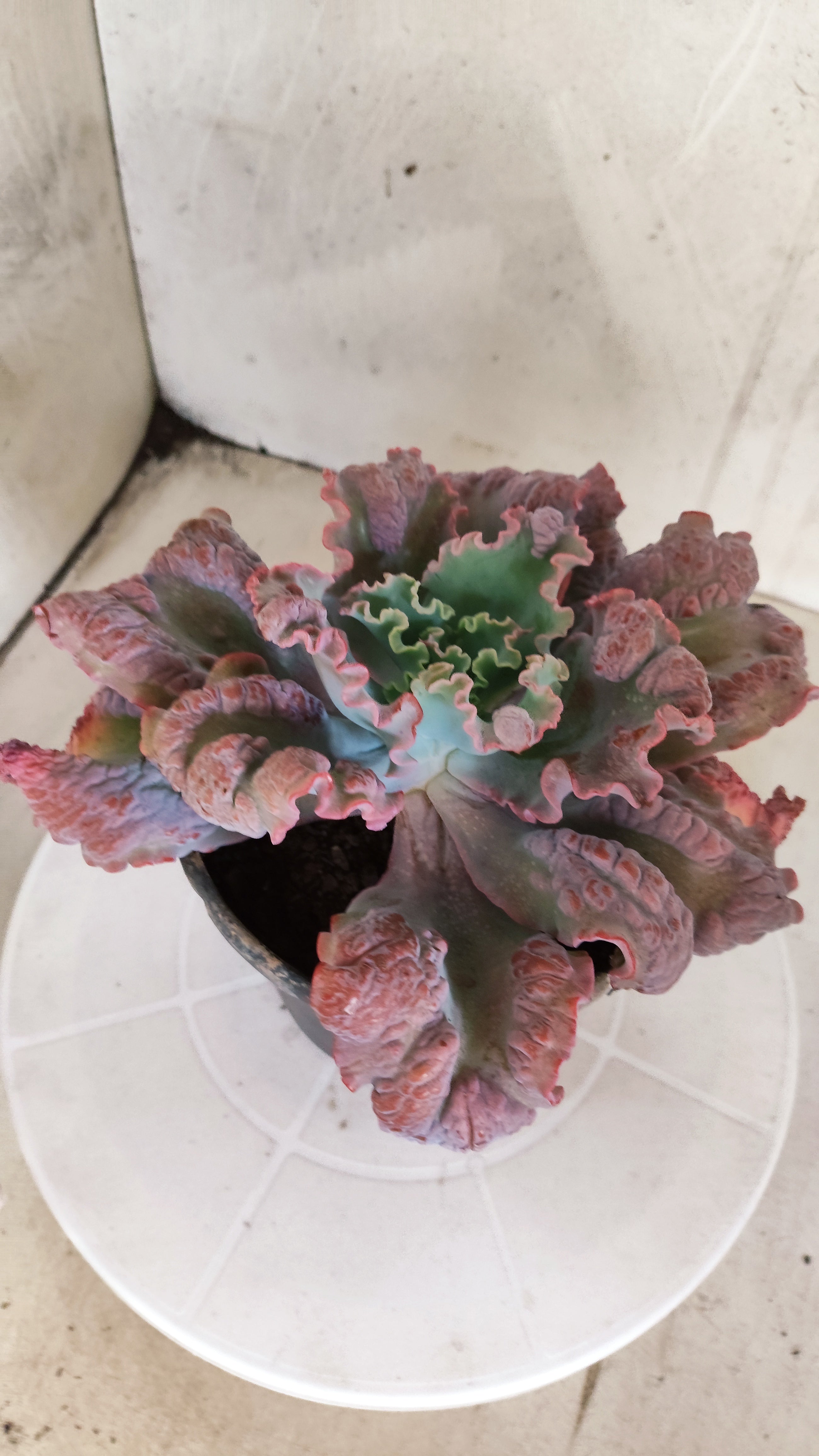 Suculenta Echeveria 'Virginia Lee' N° 60 - Vaso 15