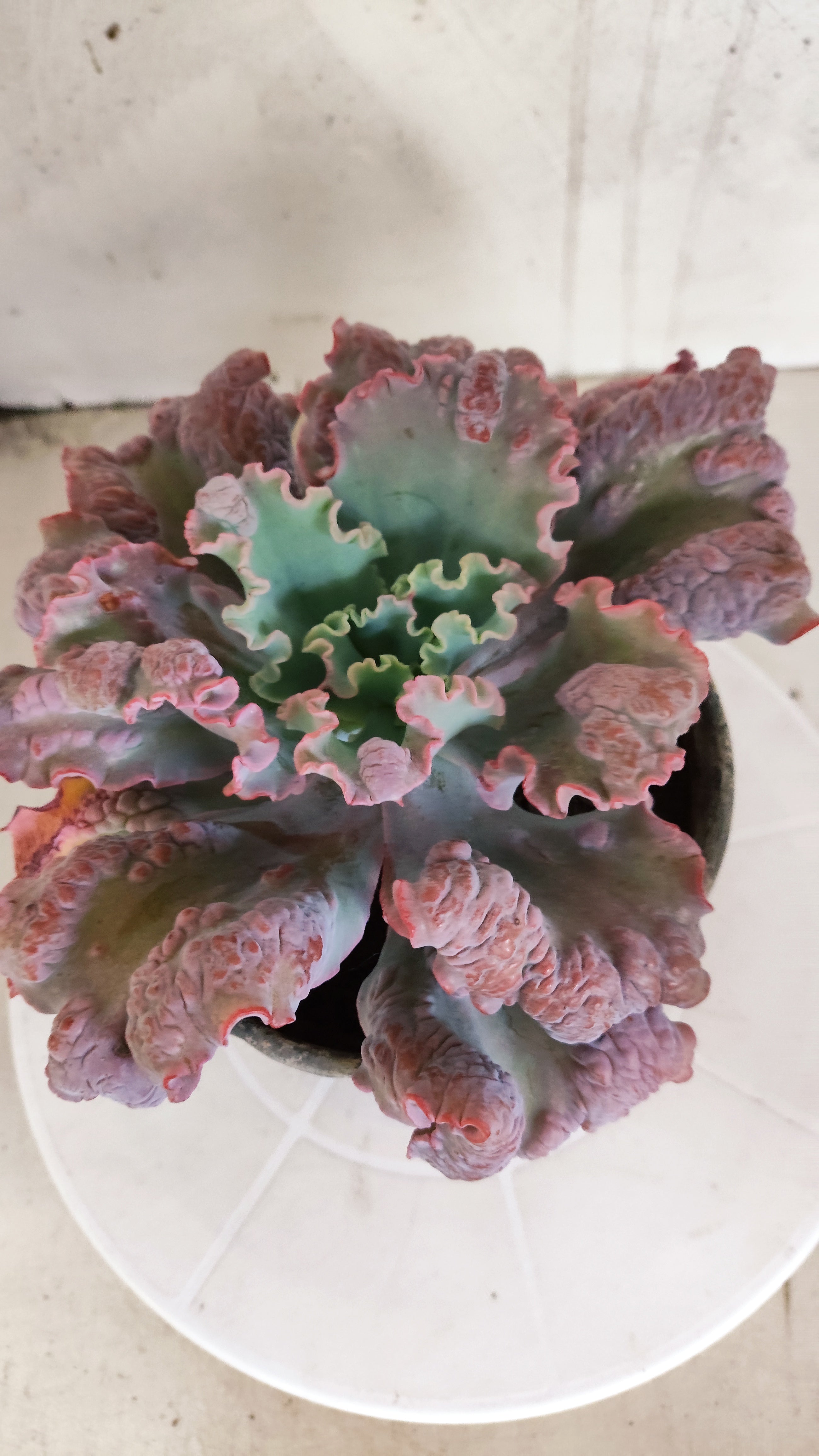 Suculenta Echeveria 'Virginia Lee' N° 60 - Vaso 15