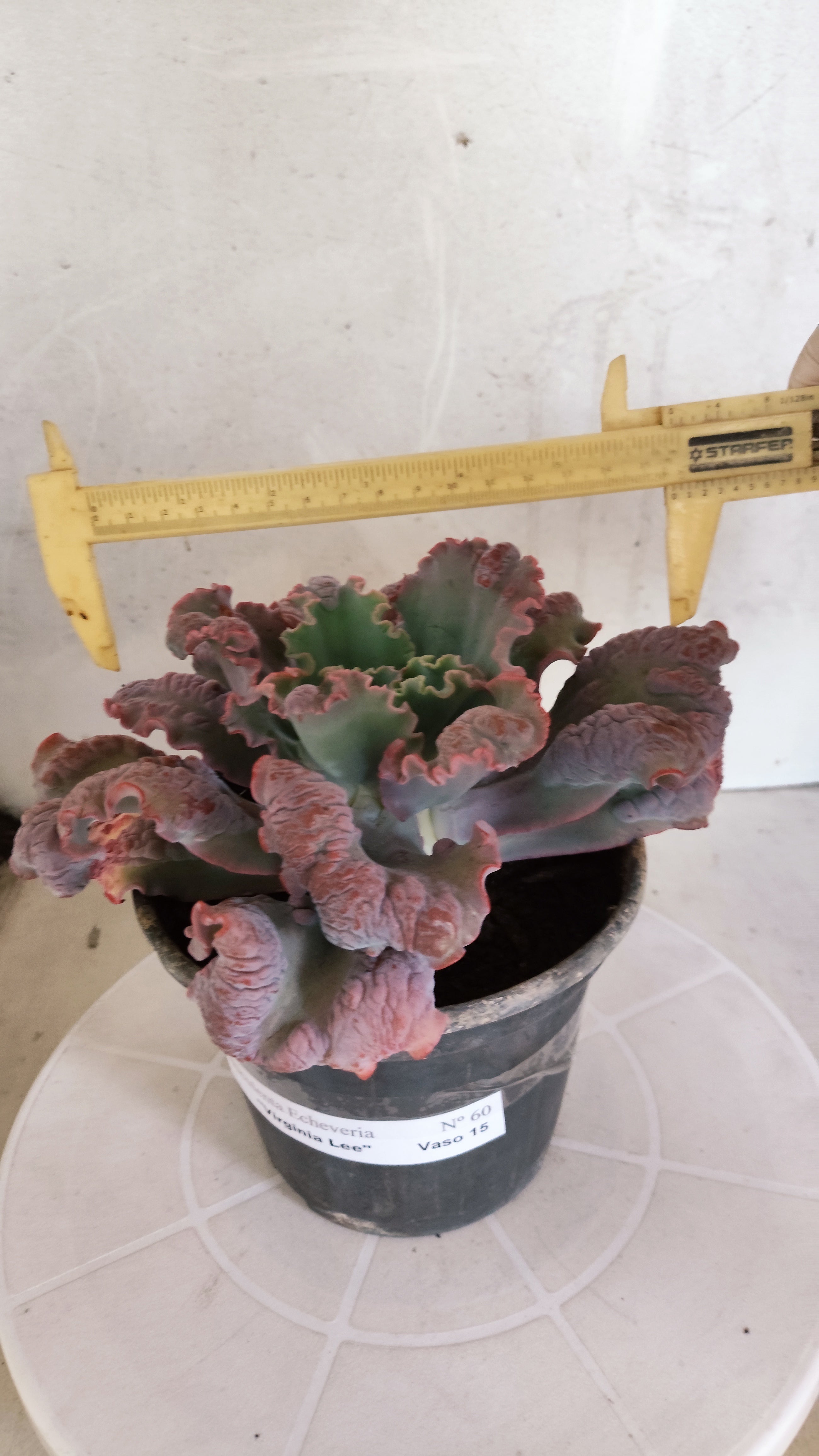 Suculenta Echeveria 'Virginia Lee' N° 60 - Vaso 15