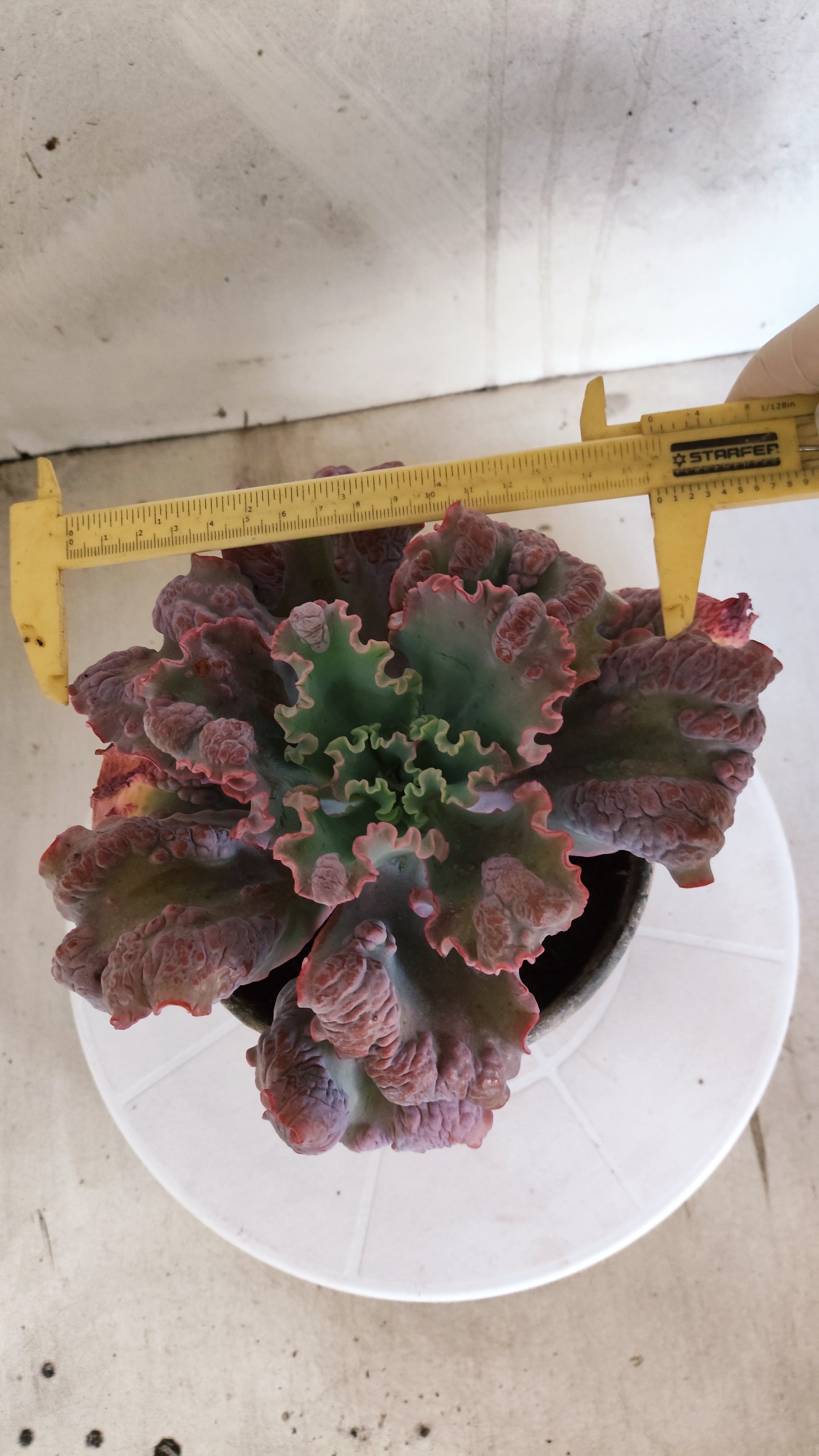 Suculenta Echeveria 'Virginia Lee' N° 60 - Vaso 15