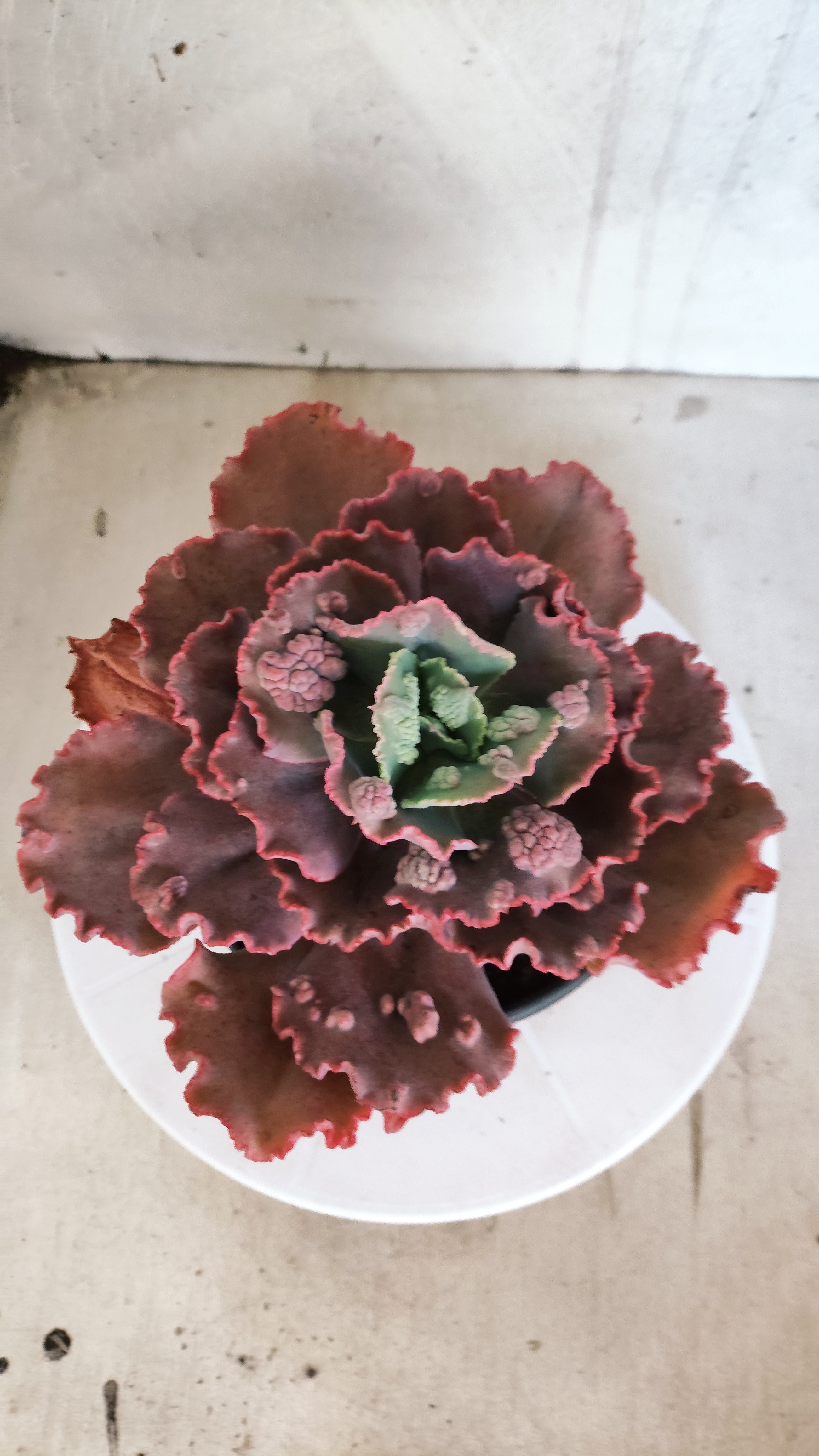 Suculenta Echeveria 'Virginia Lee' N° 61 - Vaso 15