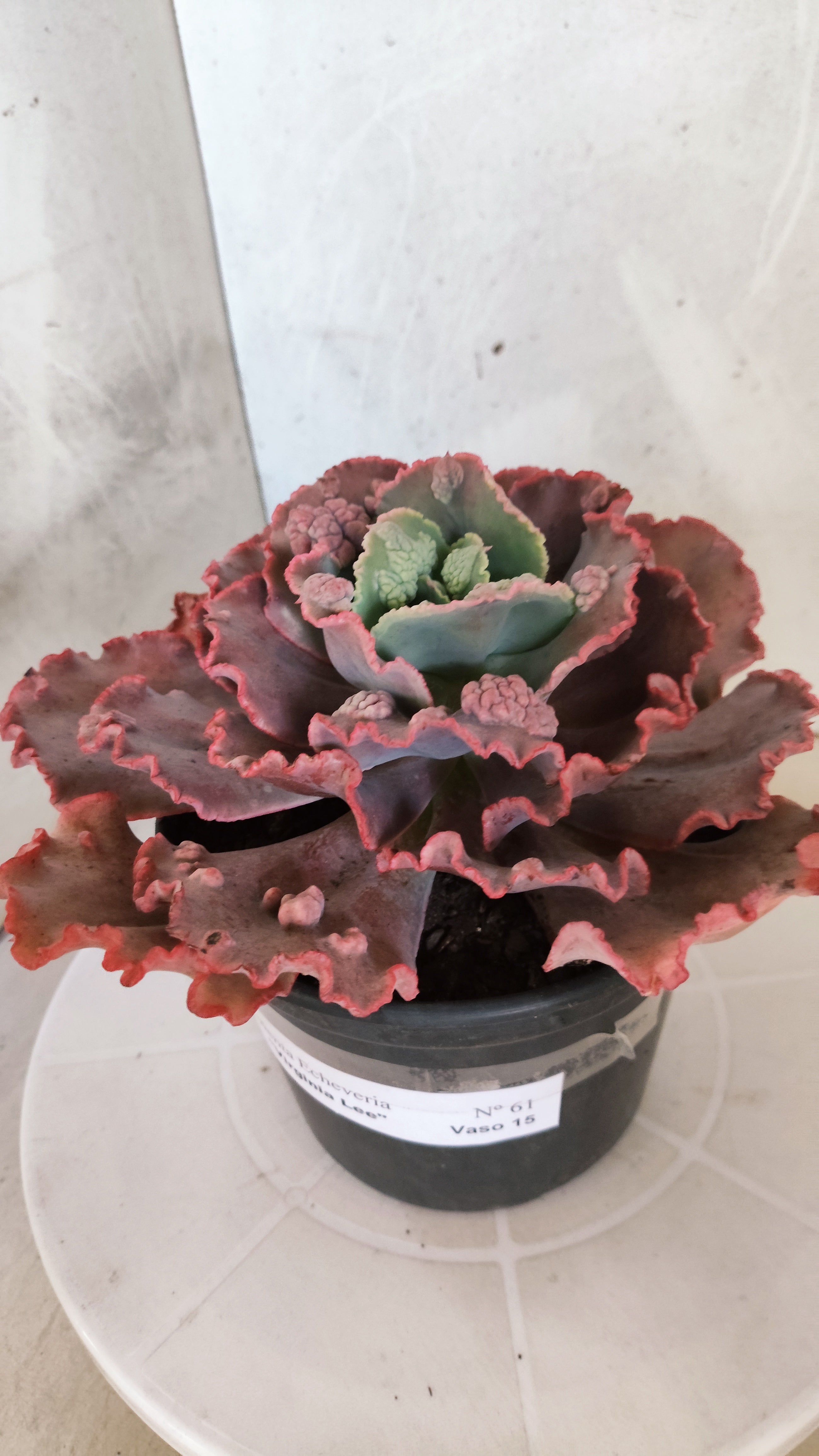 Suculenta Echeveria 'Virginia Lee' N° 61 - Vaso 15
