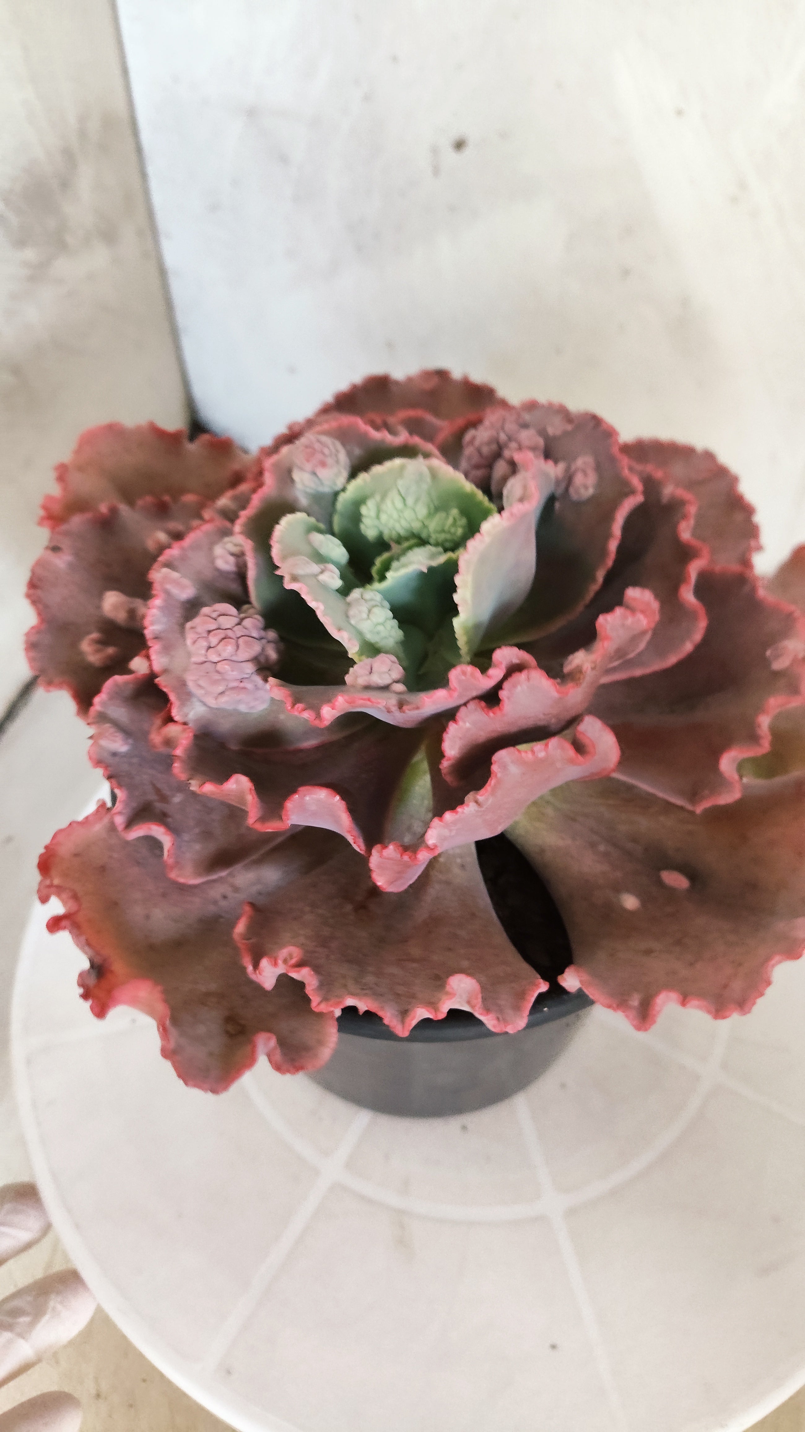 Suculenta Echeveria 'Virginia Lee' N° 61 - Vaso 15