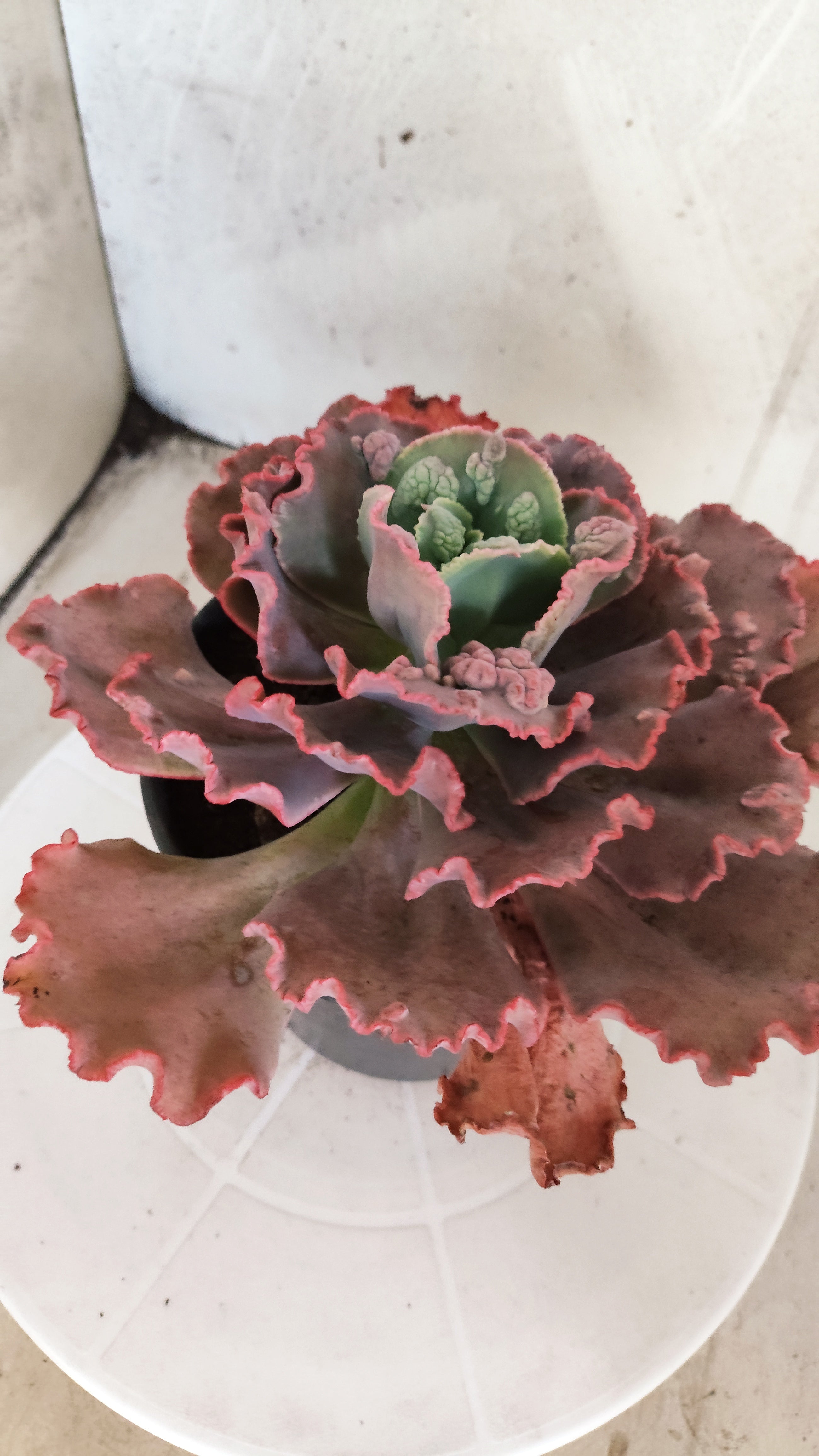 Suculenta Echeveria 'Virginia Lee' N° 61 - Vaso 15
