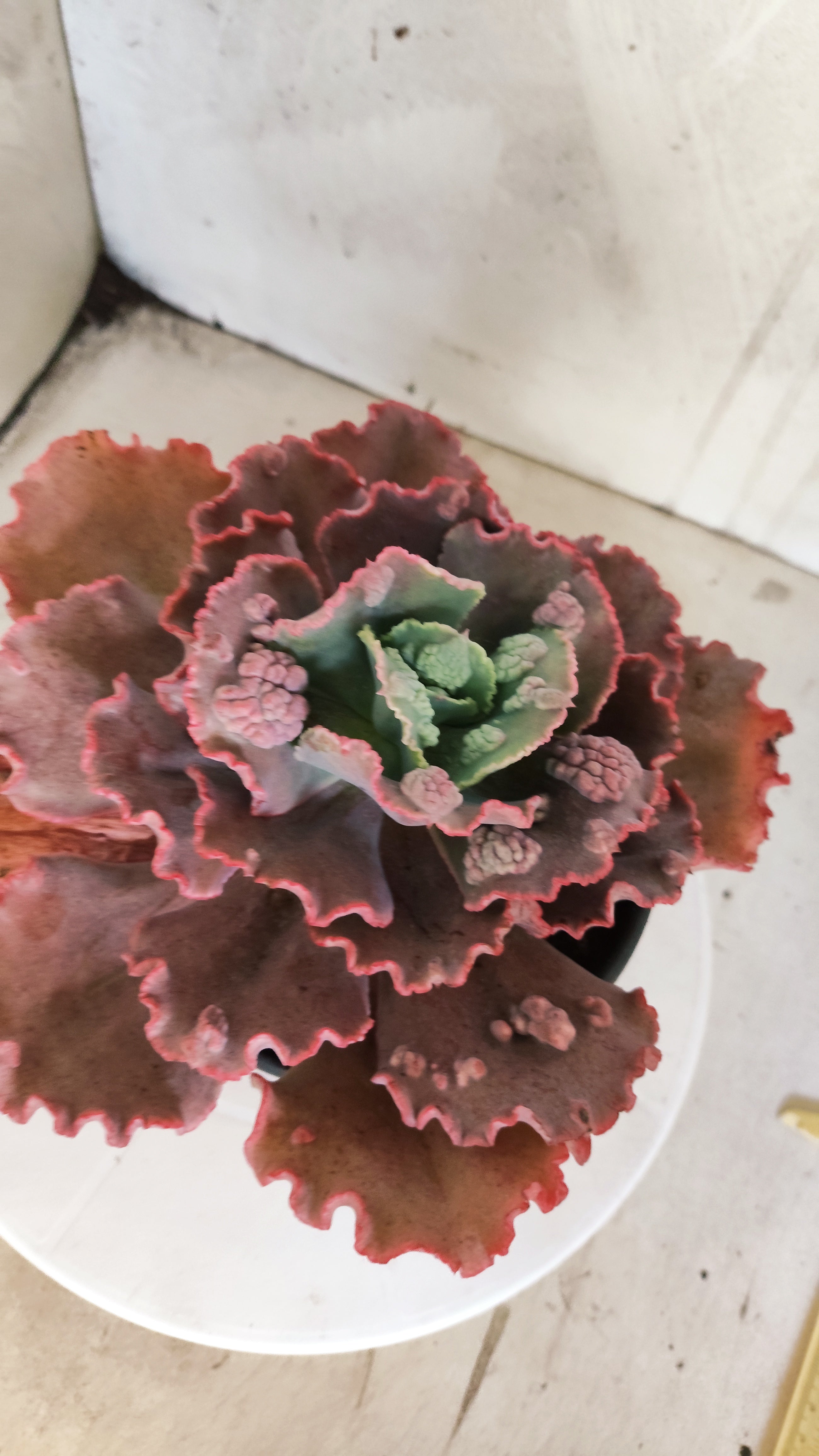 Suculenta Echeveria 'Virginia Lee' N° 61 - Vaso 15