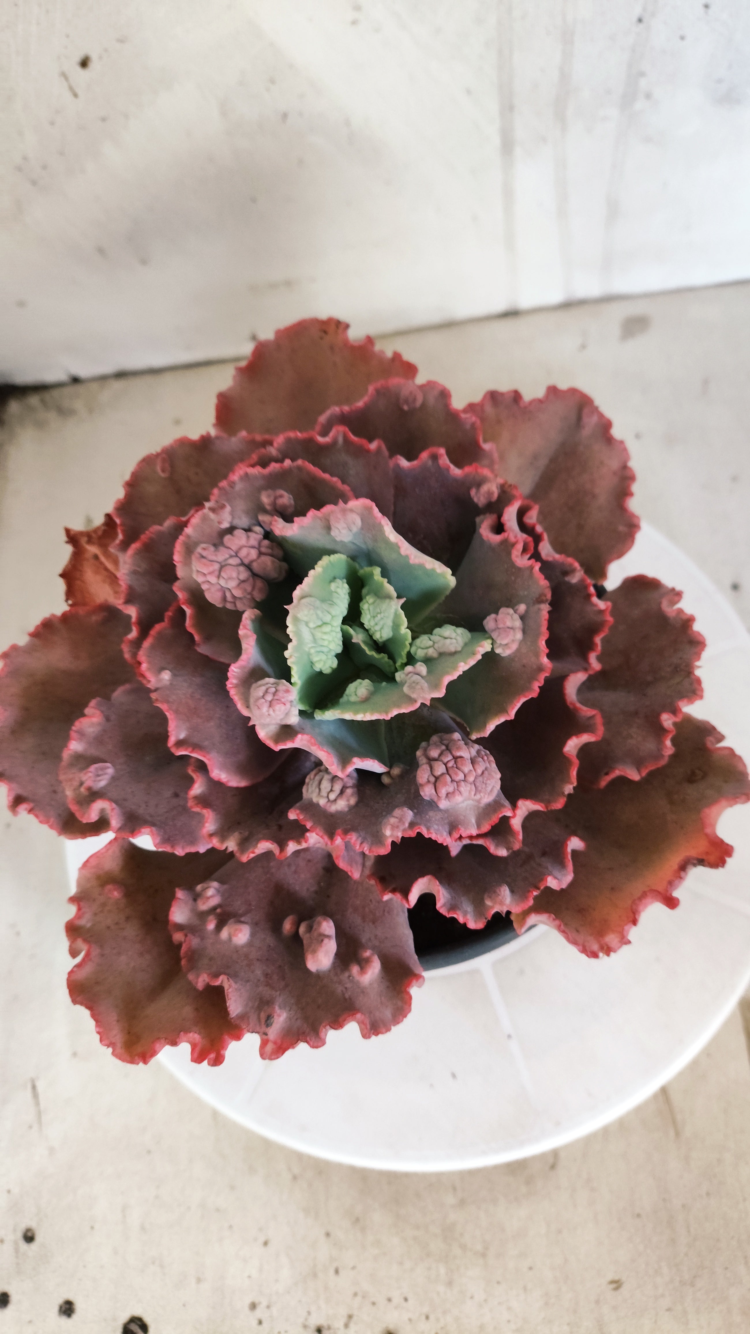 Suculenta Echeveria 'Virginia Lee' N° 61 - Vaso 15