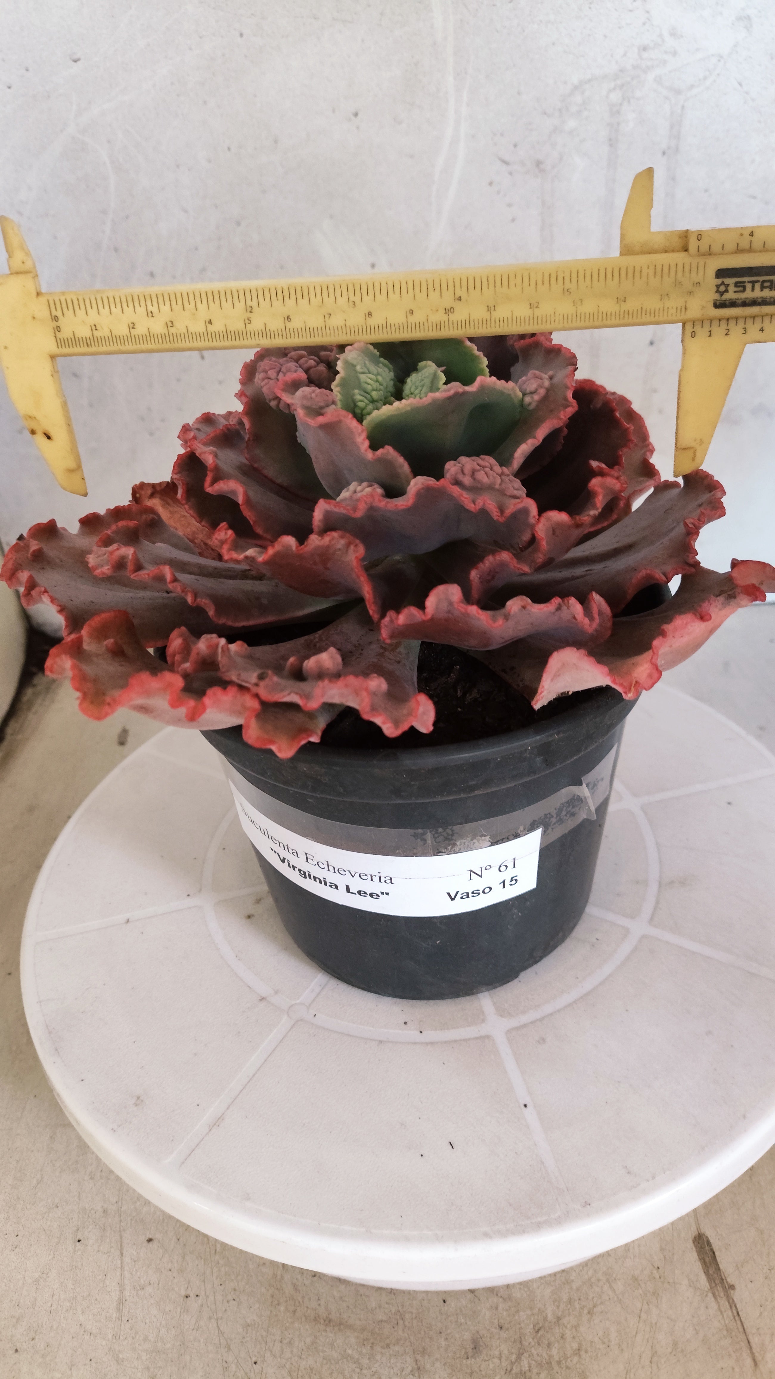 Suculenta Echeveria 'Virginia Lee' N° 61 - Vaso 15