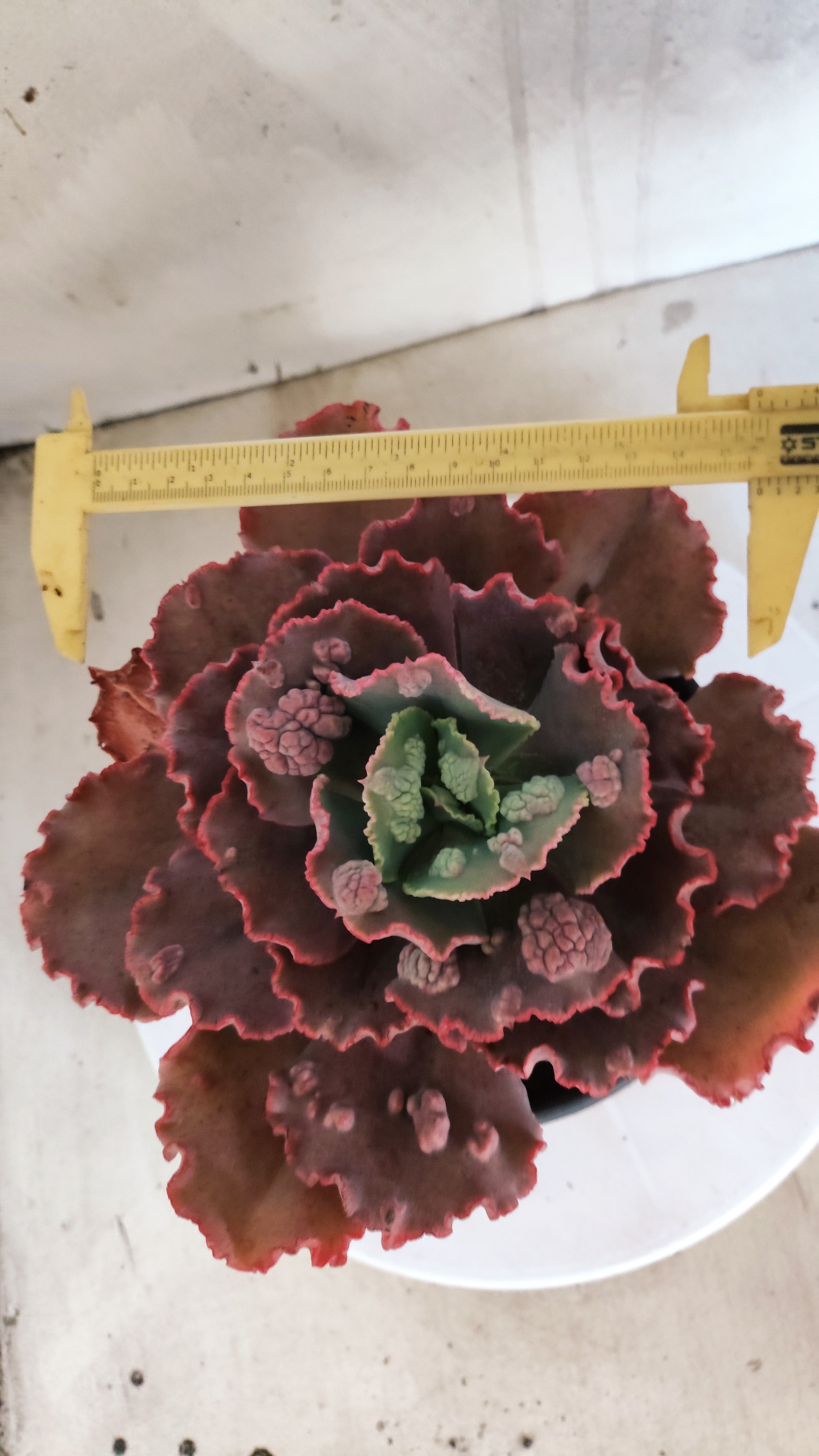 Suculenta Echeveria 'Virginia Lee' N° 61 - Vaso 15