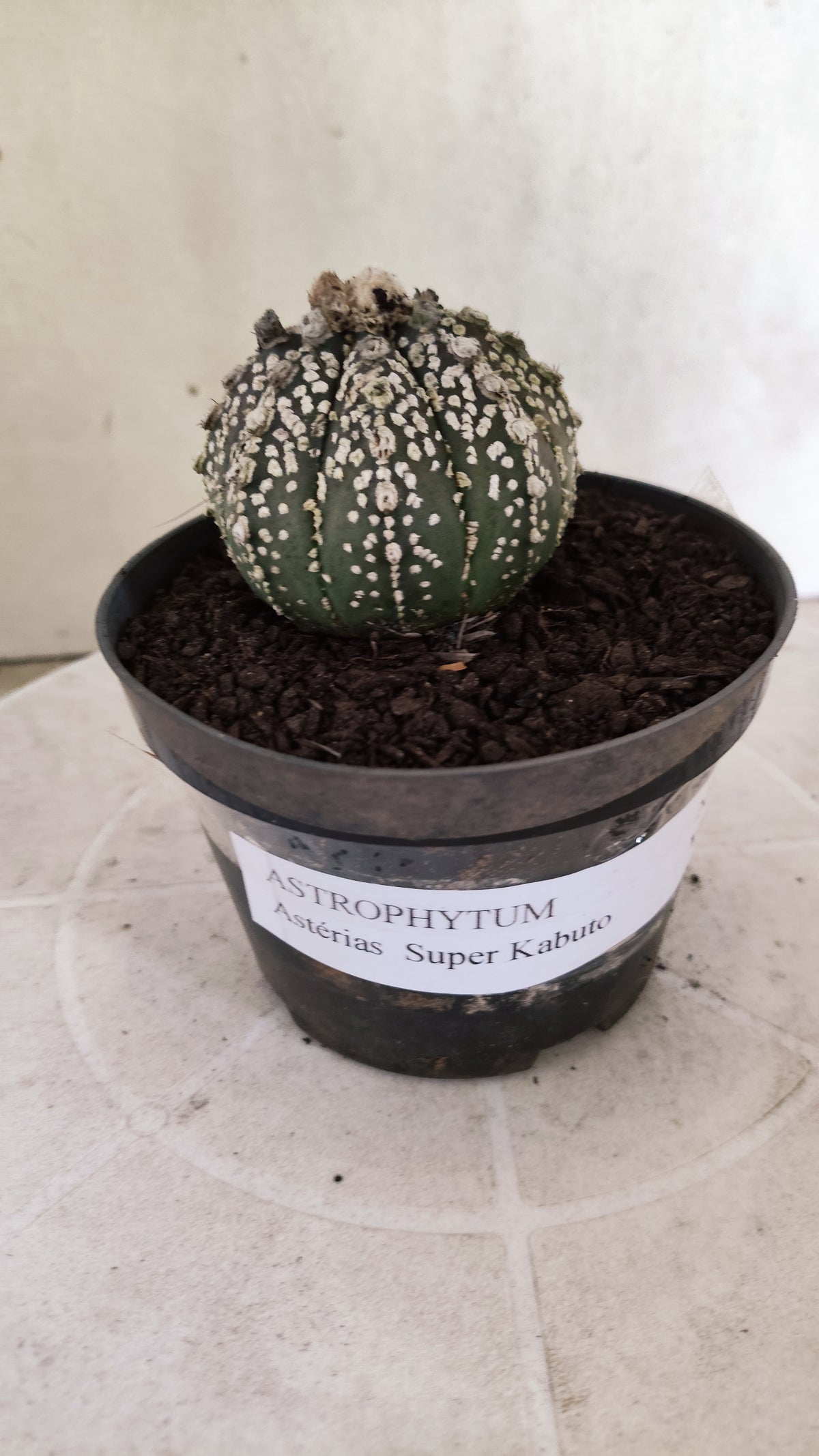 ASTROPHYTUM ASTERIAS SUPER KABUTO  Nº 1814 - vaso 11
