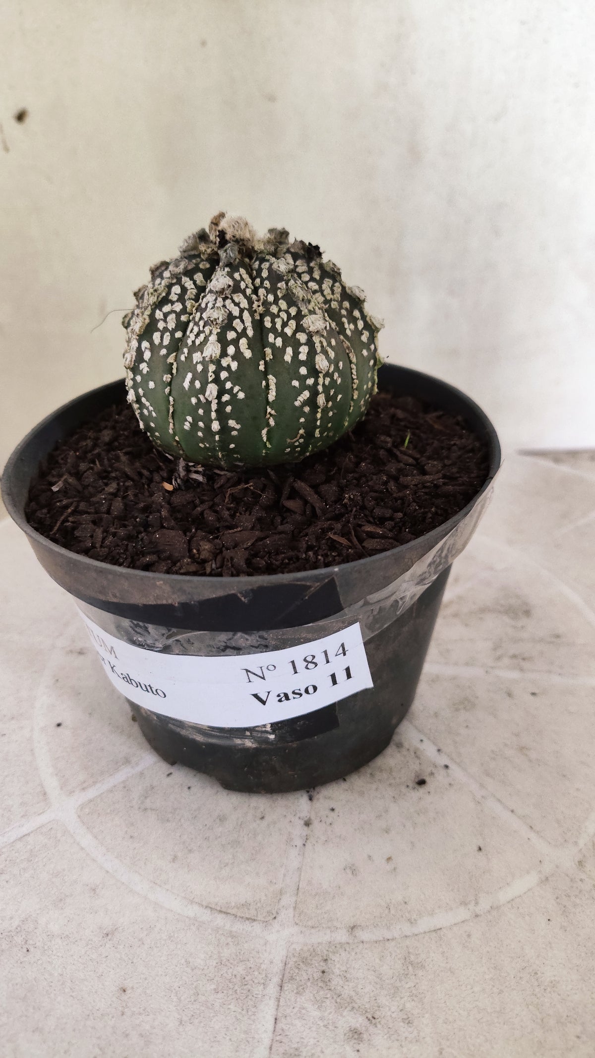 ASTROPHYTUM ASTERIAS SUPER KABUTO  Nº 1814 - vaso 11