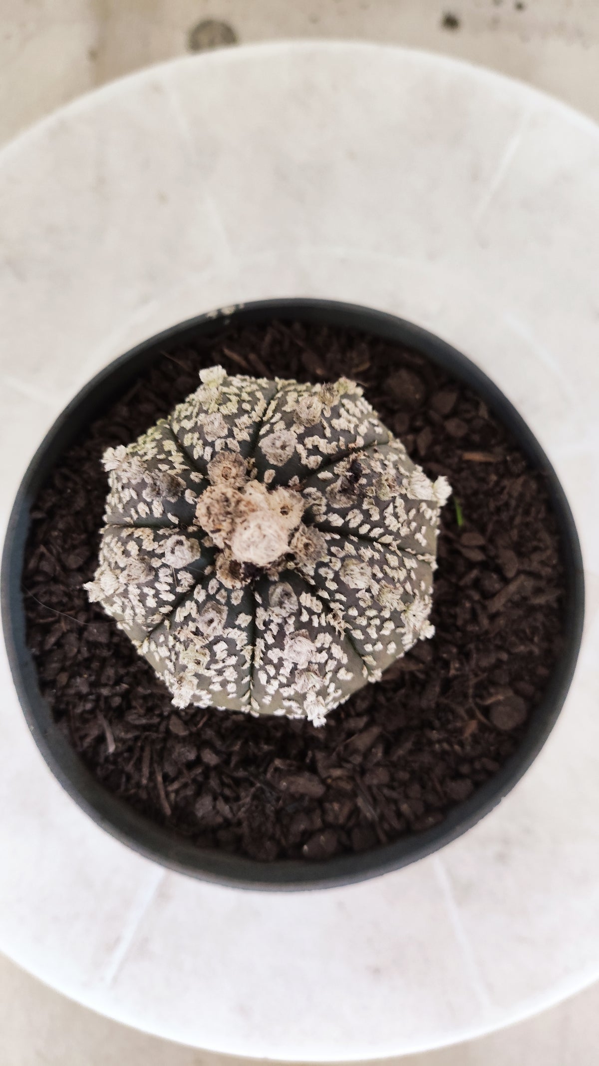 ASTROPHYTUM ASTERIAS SUPER KABUTO  Nº 1814 - vaso 11