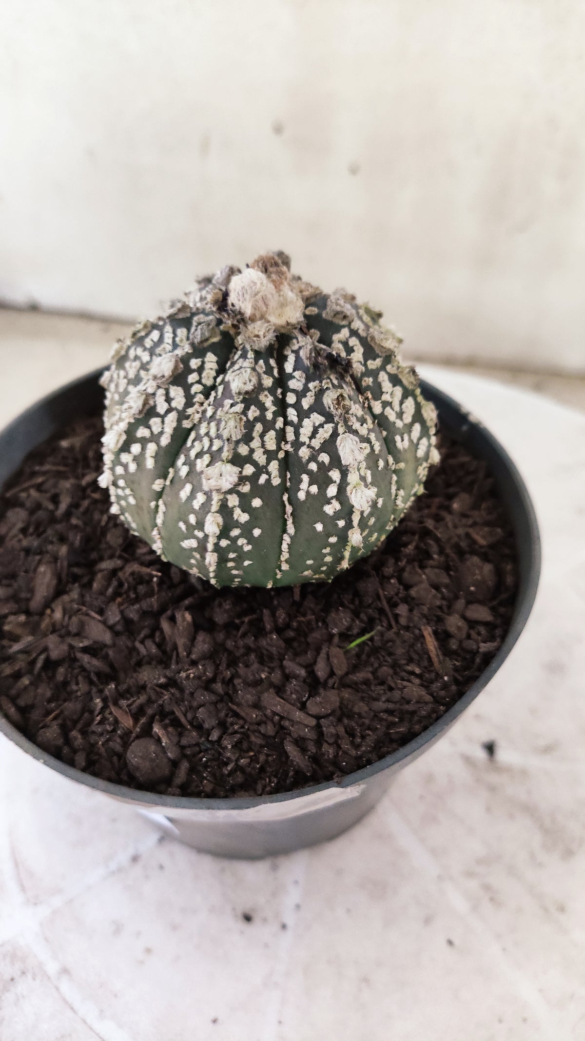 ASTROPHYTUM ASTERIAS SUPER KABUTO  Nº 1814 - vaso 11