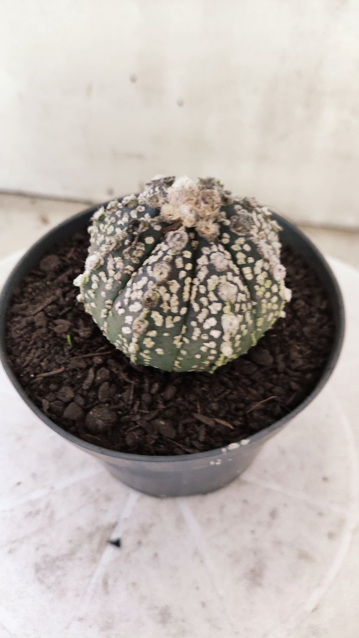 ASTROPHYTUM ASTERIAS SUPER KABUTO  Nº 1814 - vaso 11