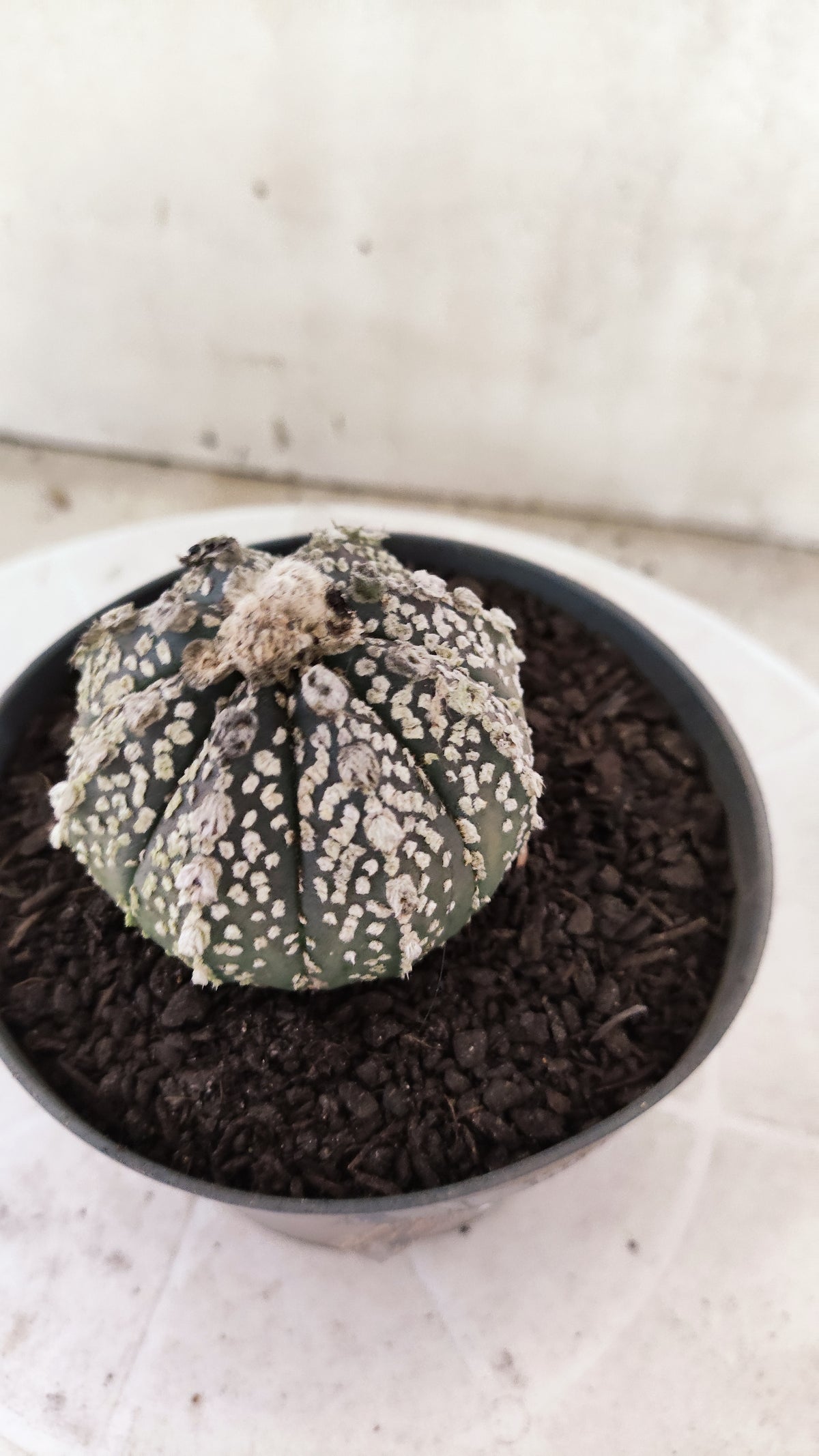 ASTROPHYTUM ASTERIAS SUPER KABUTO  Nº 1814 - vaso 11