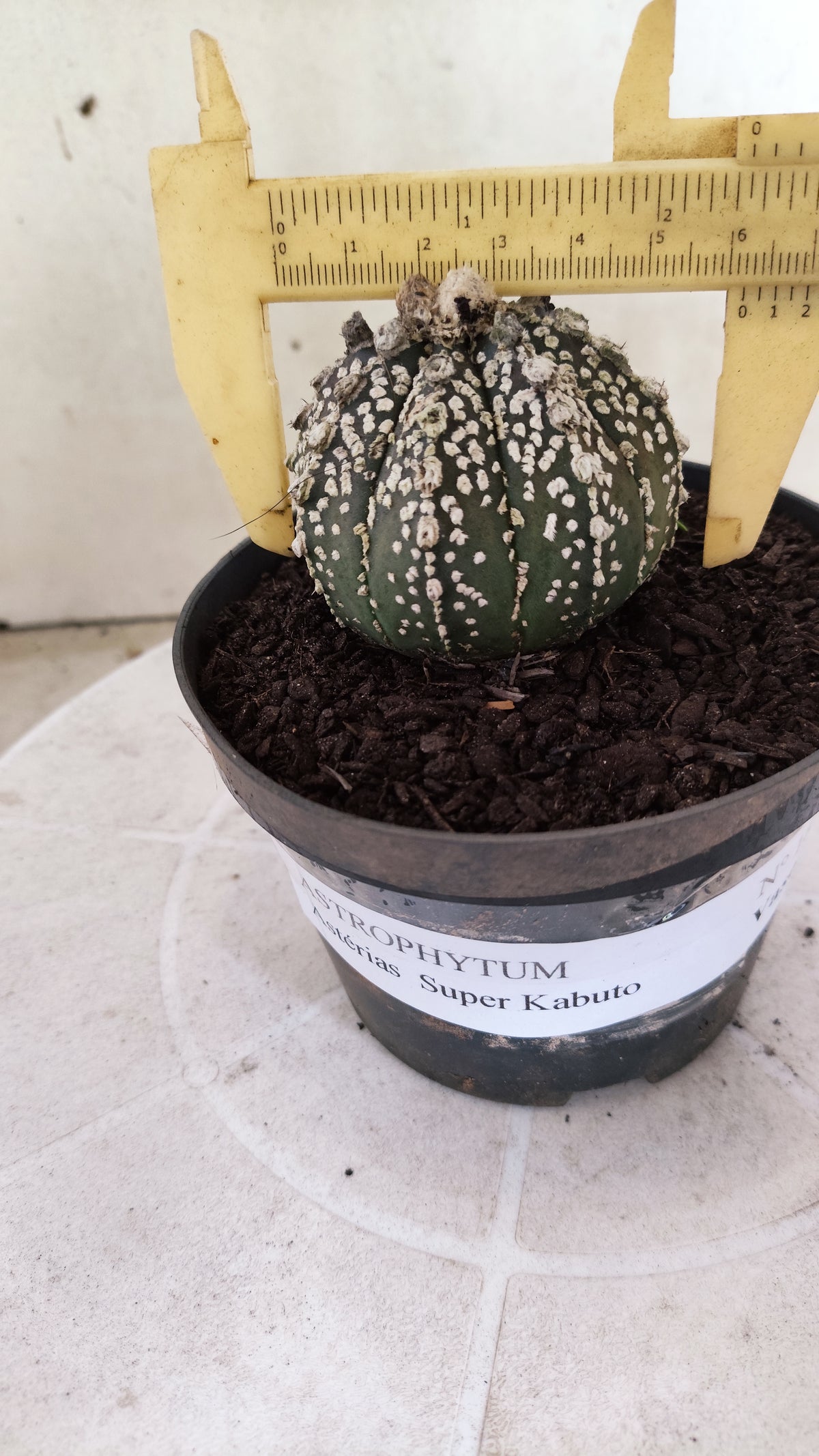 ASTROPHYTUM ASTERIAS SUPER KABUTO  Nº 1814 - vaso 11